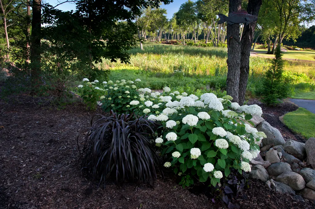 Incrediball® Smooth Hydrangea (Hydrangea arborescens) — shrub for full or half