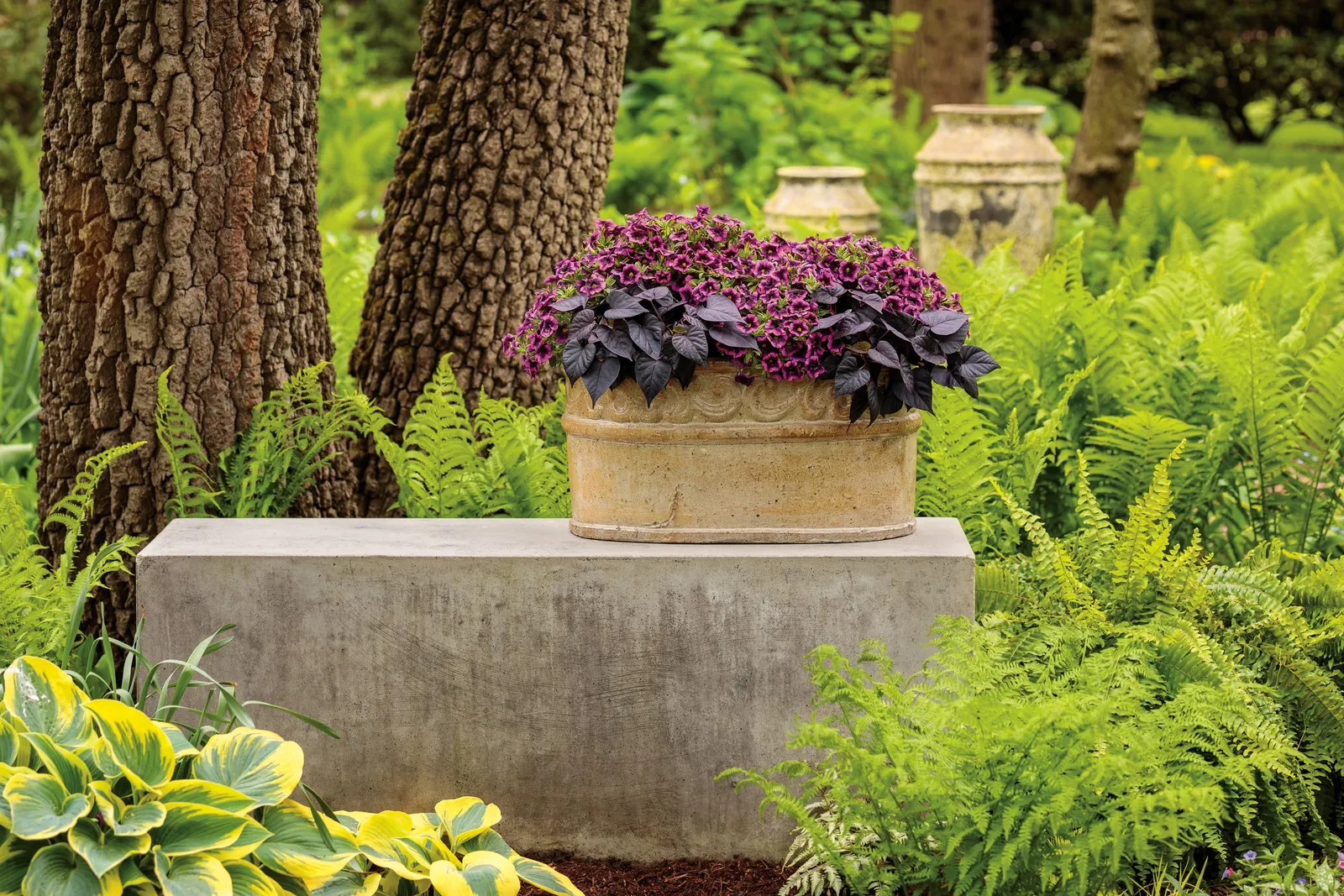 Blackcurrant Punch™ Calibrachoa — It grows 6-12 inches tall and spreads 12-24 inches, spilling beautifully from containers