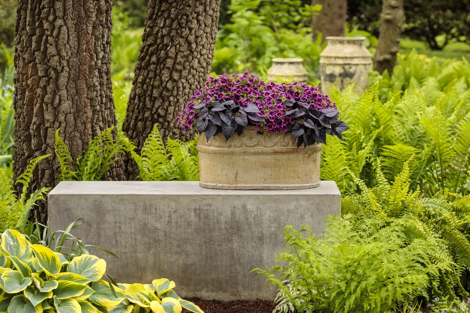 Blackcurrant Punch™ Calibrachoa — commonly referred to as Blackcurrant Punch™ Calibrachoa