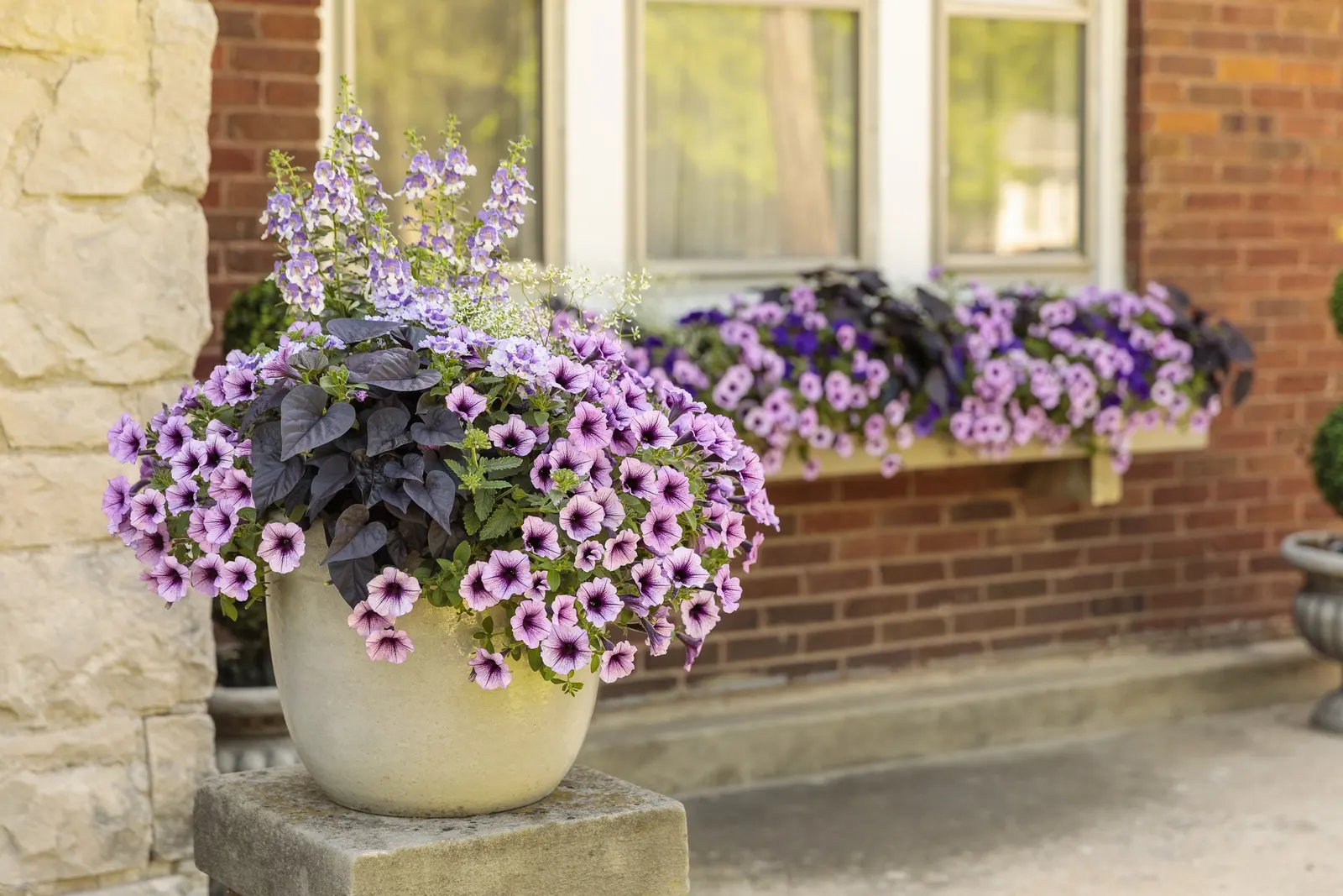Bordeaux™ II Petunia — but the end result is a fuller plant with more blooms going forward; the full, robust plant bears blossoms on every branch, image 105