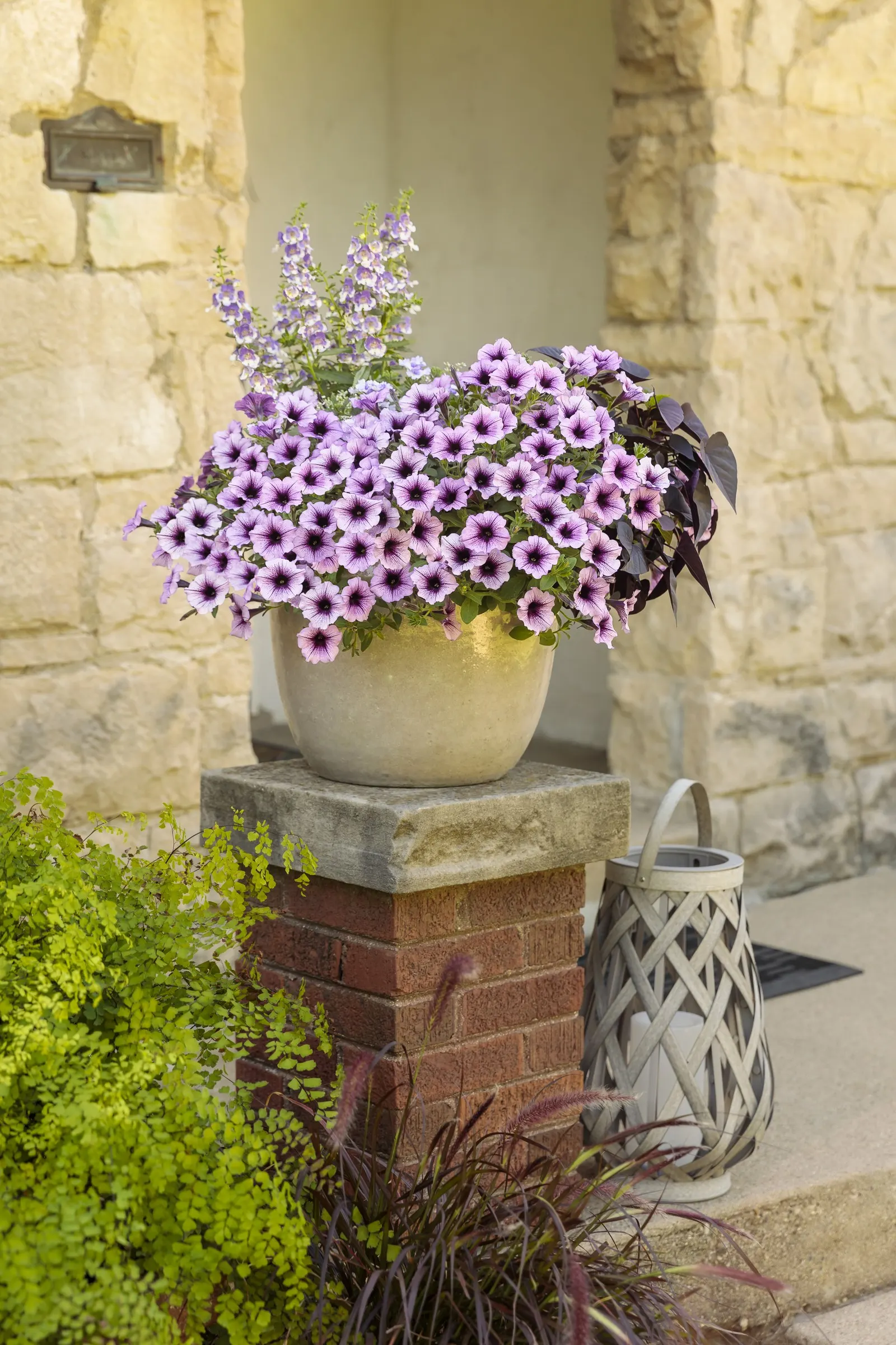 Wedgwood Blue III Summer Snapdragon (Angelonia) — polished presence and a long season of delicate color