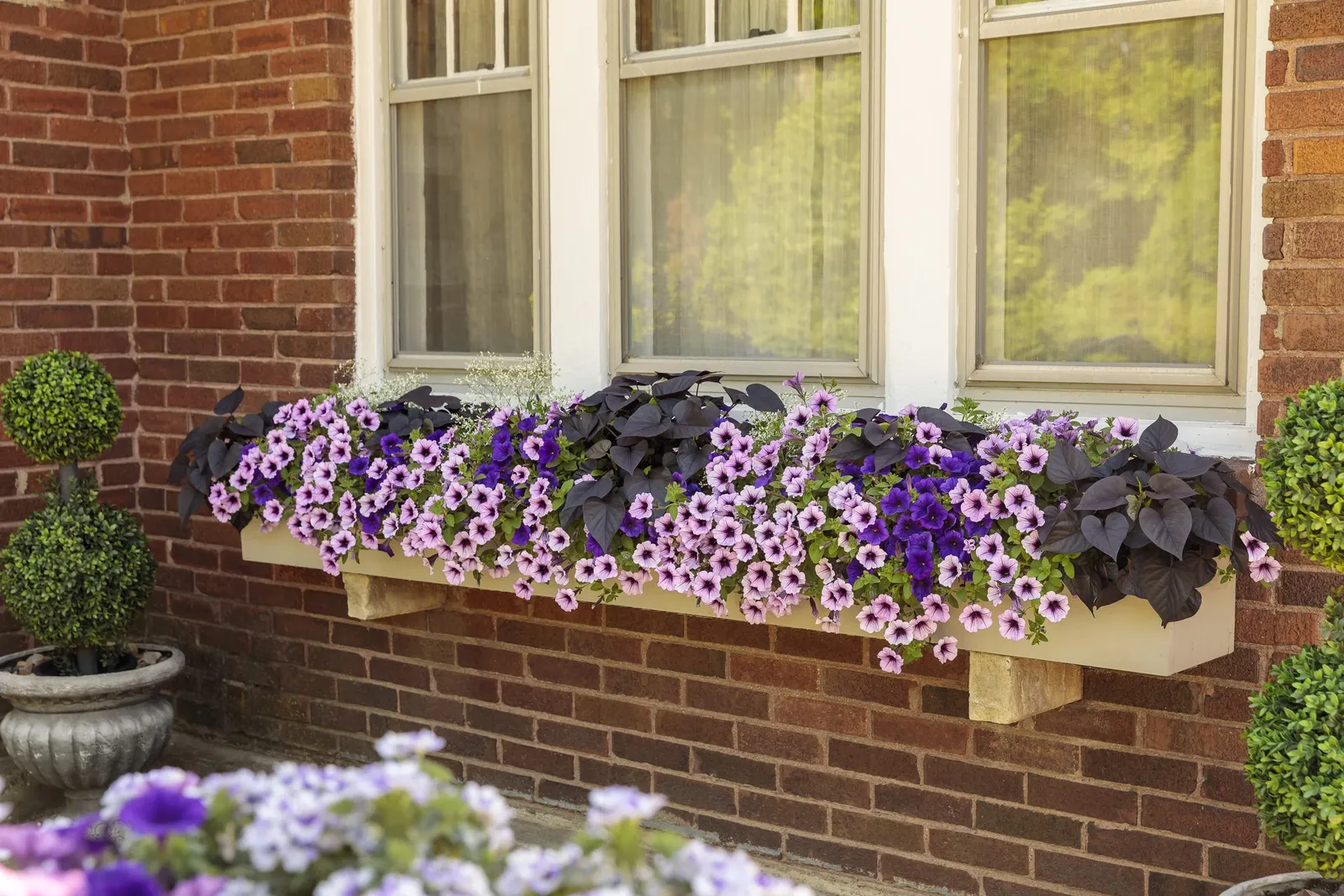 Royal Velvet® II Petunia — with light feeding for best summer color; purple flowers in the garden, image 69