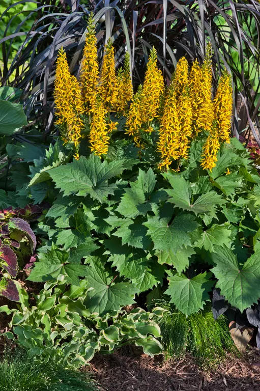 'Bottle Rocket' Ligularia (Ligularia hybrid) — Required constant moisture; moist locations in part shade, image 34