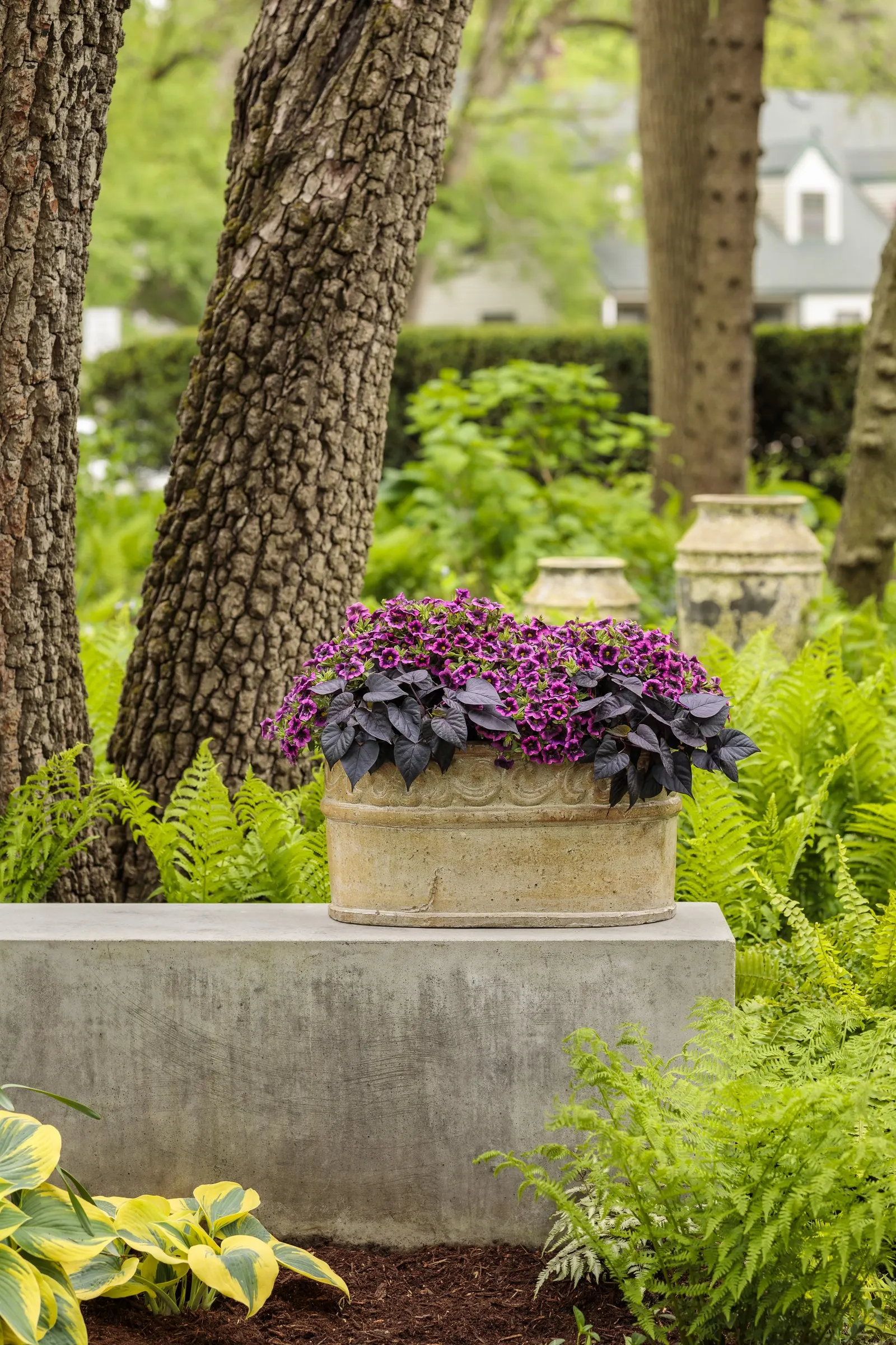 Blackcurrant Punch™ Calibrachoa — Plant in part sun to sun with well-drained soil and average water