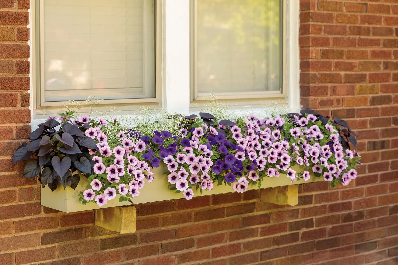 Bordeaux™ II Petunia — Like all Supertunia petunias; you may repeat the trim as needed through the season, image 112