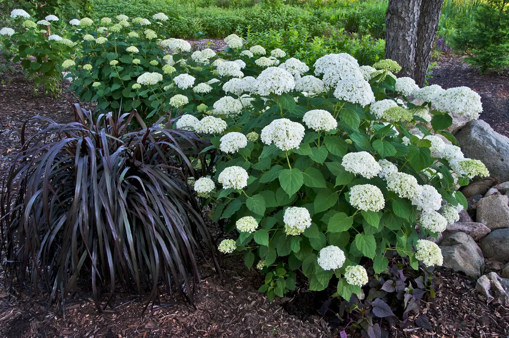 Incrediball® Smooth Hydrangea (Hydrangea arborescens) — The Hydrangea arborescens is a mounded deciduous shrub with dark green foliage and enormous white; in
