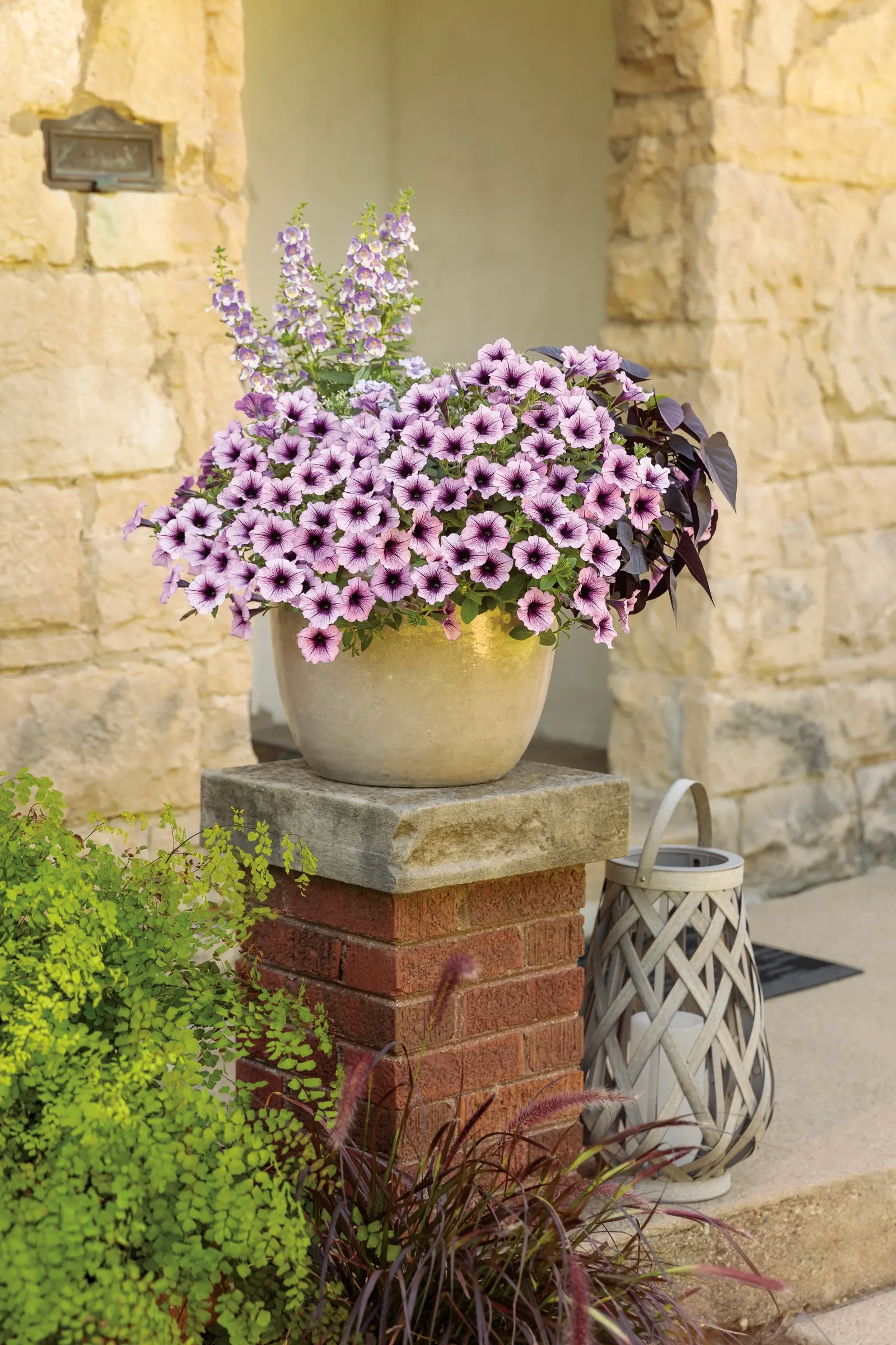 Wedgwood Blue III Summer Snapdragon (Angelonia) — this selection carries slender flower spikes in a refined lavender-blue and white bicolor