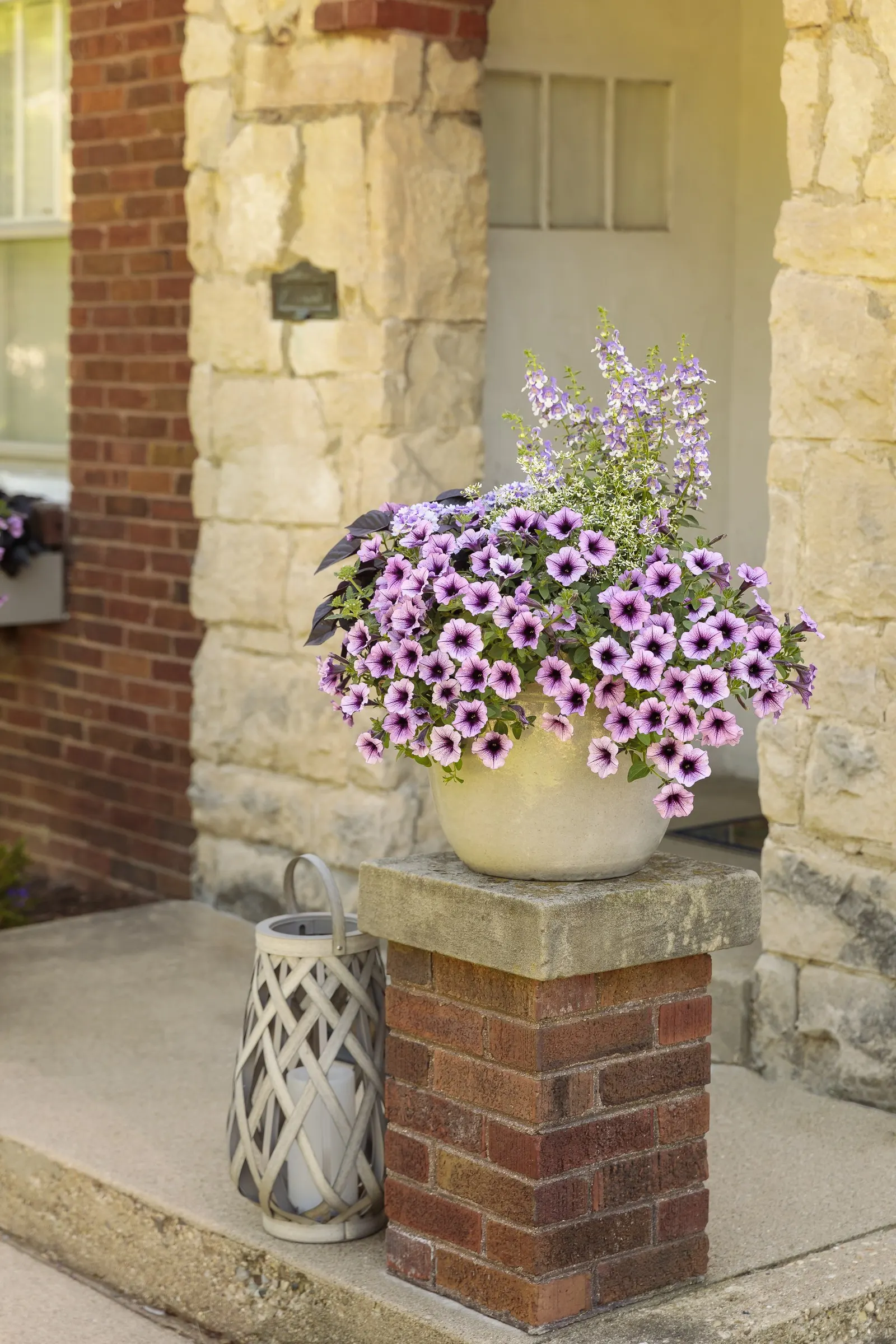 Wedgwood Blue III Summer Snapdragon (Angelonia) — Wedgwood Blue III Summer Snapdragon grows 18-30 inches tall and 12-18 inches wide
