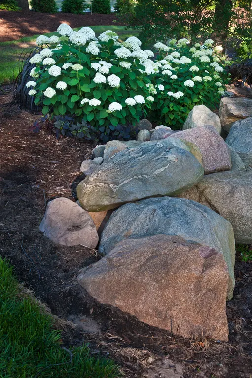 Incrediball® Smooth Hydrangea (Hydrangea arborescens) — snowball-like blooms that age to jade green; then gradually mature to a soft jade green that remains