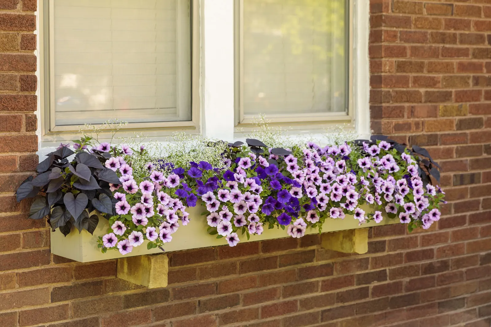 Bordeaux™ II Petunia — They have medium to large sized flowers.; which helps them to be more durable in adverse weather and bounce back more, image 63