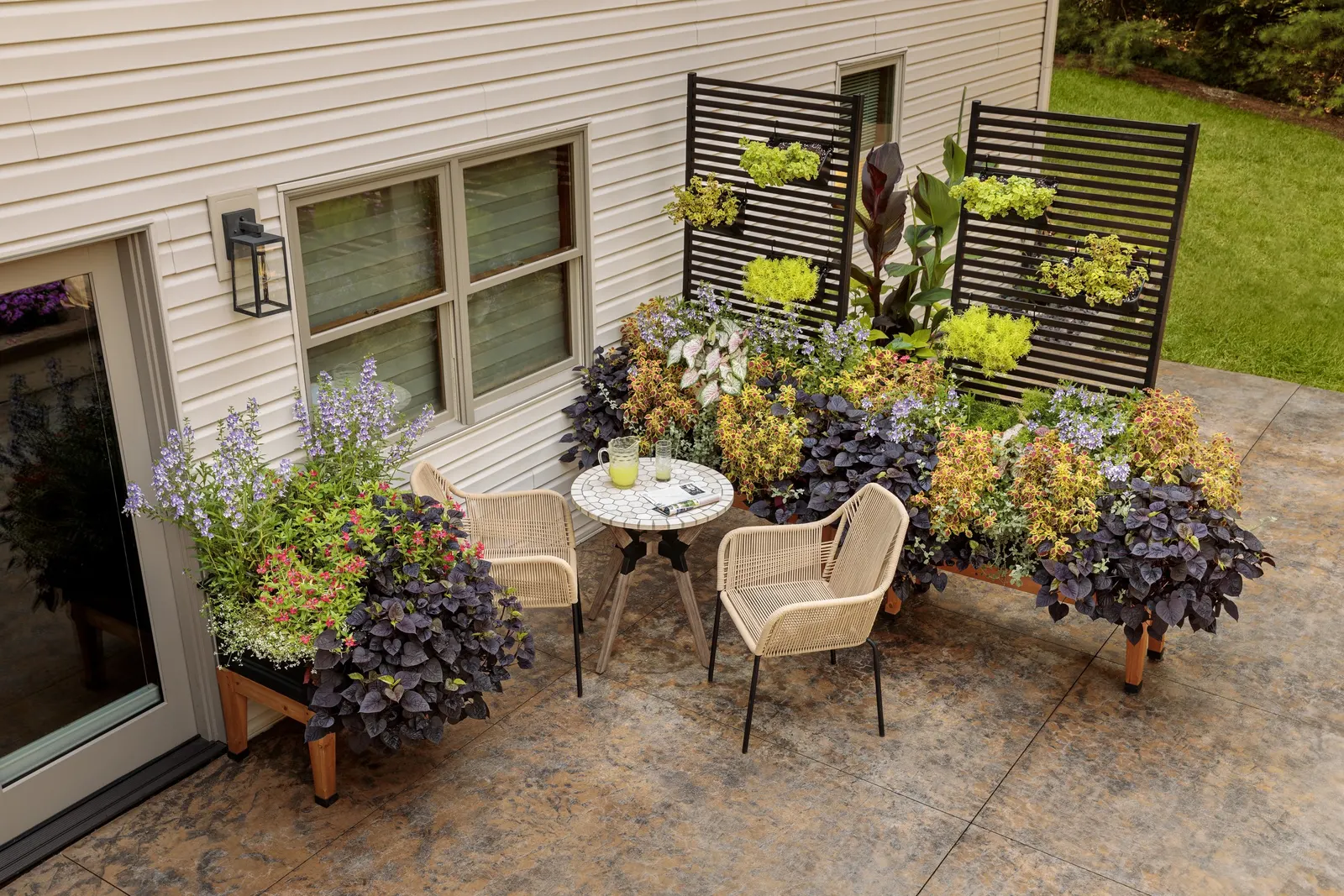 Cerveza 'n Lime® Plectranthus — We are uncertain if this plant is edible, so we do not consider it to be edible; may be pinched or trimmed as needed to