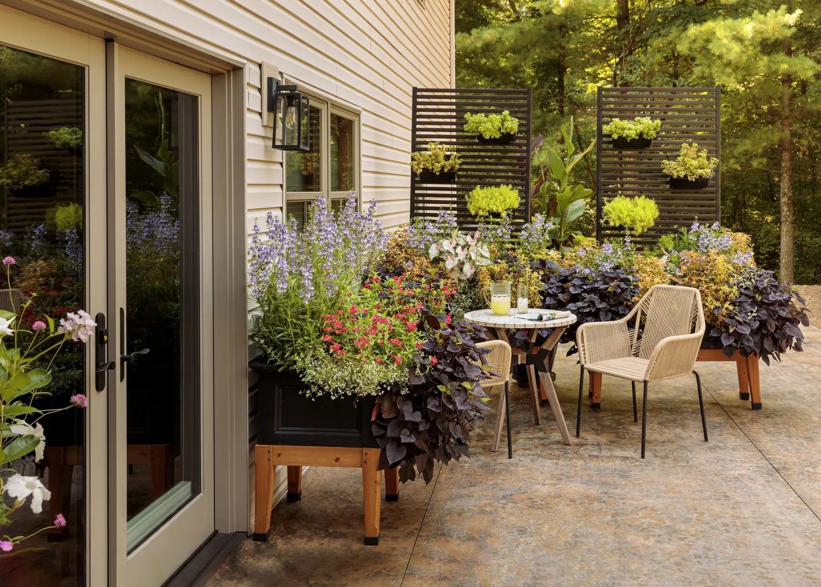 Cerveza 'n Lime® Plectranthus — It is also being grown as an ornamental and as such may be treated with something that should not be consumed; proven Winners