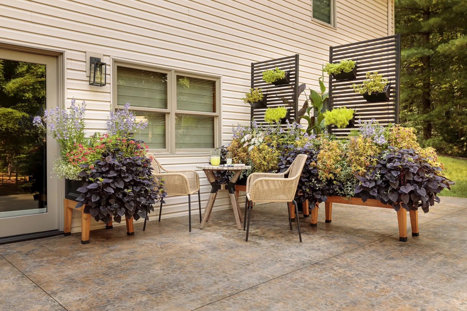 Cerveza 'n Lime® Plectranthus — Soft foliage and pleasant smell with excellent heat and drought tolerance; please consider this to be an ornamental plant only.
