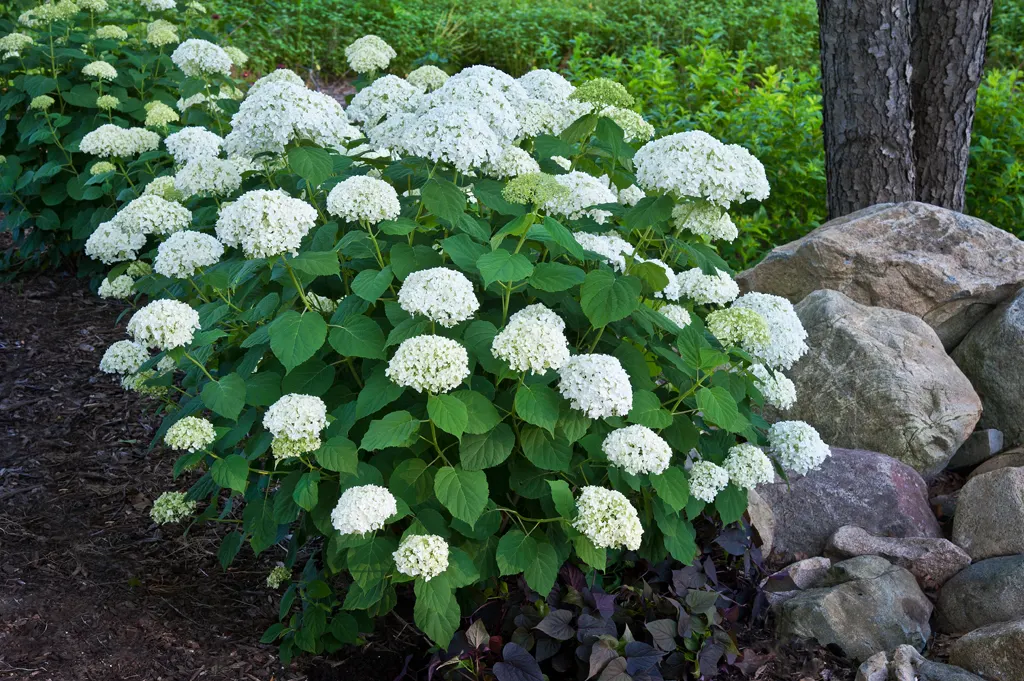 Incrediball® Smooth Hydrangea (Hydrangea arborescens) — It matures at 4-5 feet tall and wide, with sturdy stems that hold flowers upright; ideally with at