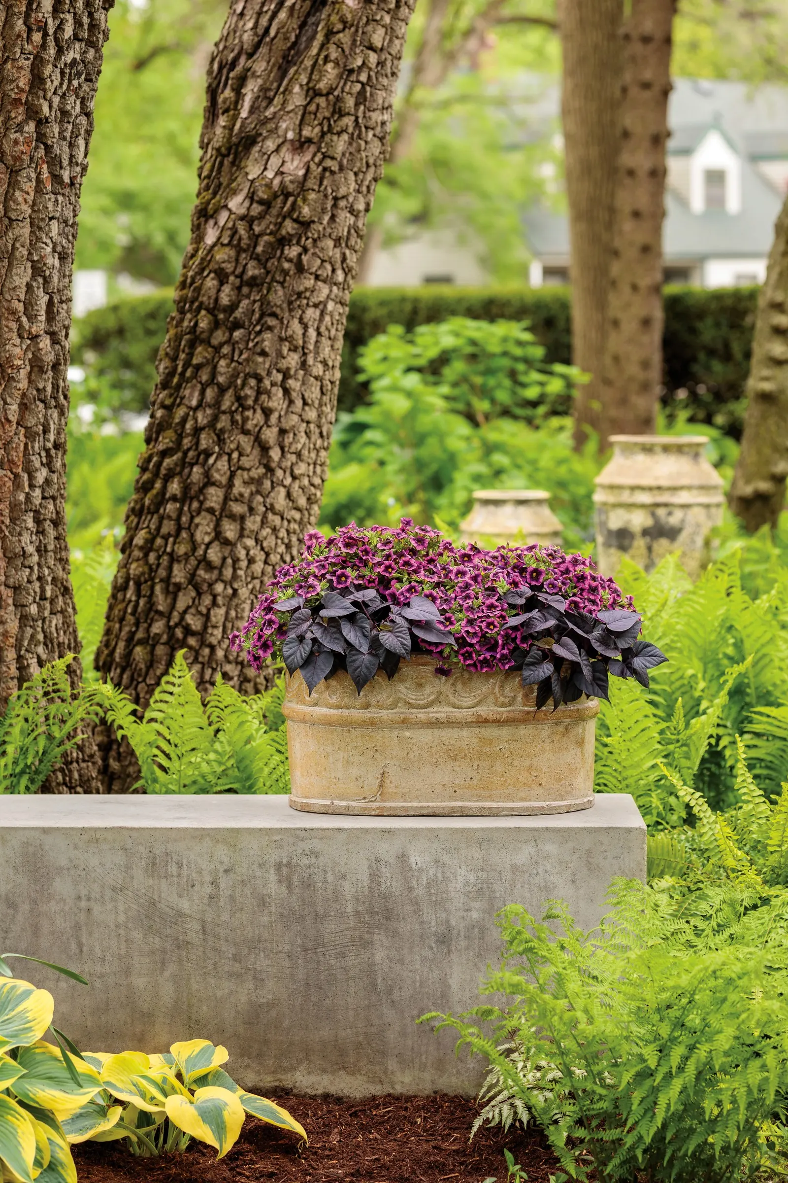 Blackcurrant Punch™ Calibrachoa — allowing pots to dry slightly between watering
