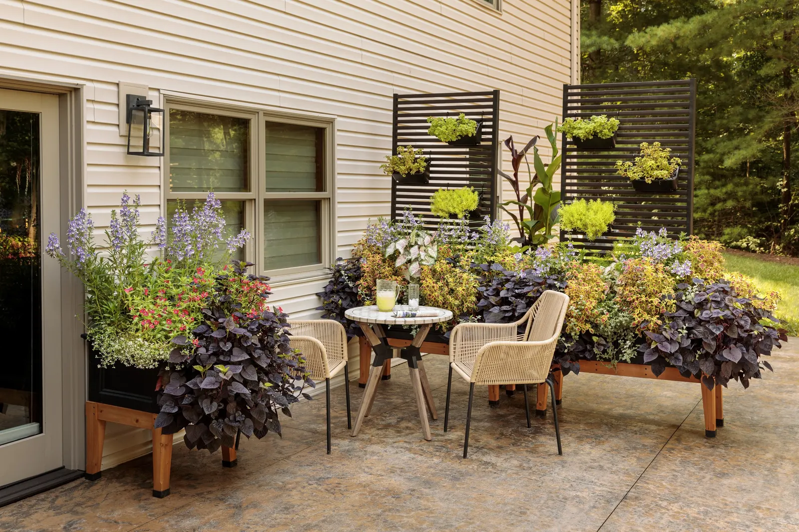 Diamond Frost® Euphorbia — Diamond Frost® is one of those invaluable fillers that makes every companion look more polished; well-drained soil and, image 240