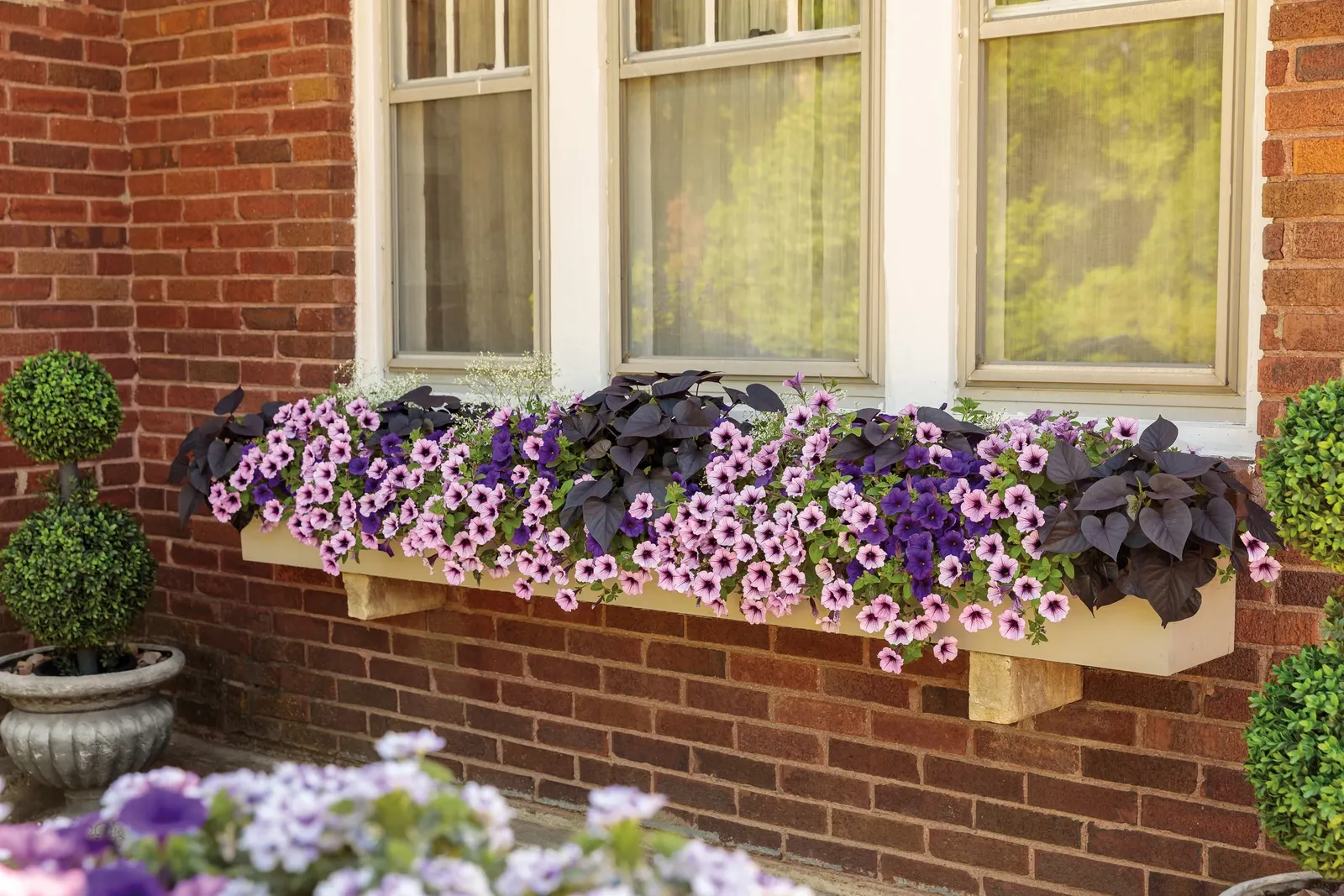 Bordeaux™ II Petunia — Supertunias in containers will need to be fed more regularly to be their absolute best; if you have a very long season, image 99