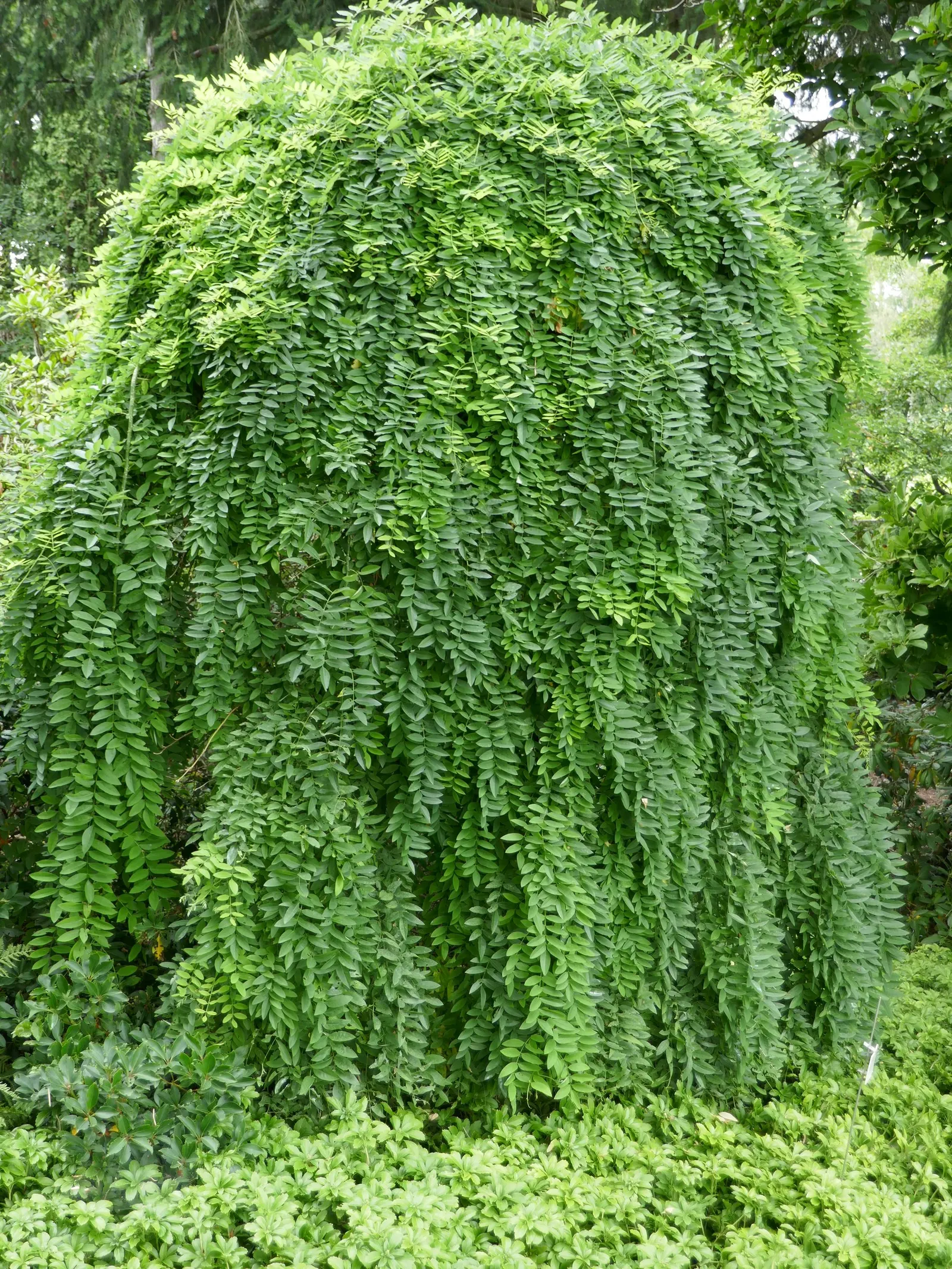 Siberian Peashrub (Caragana Arborescens) — deciduous shrub notable for its vivid yellow flowers that bloom in late spring; thus requiring ample, image 44