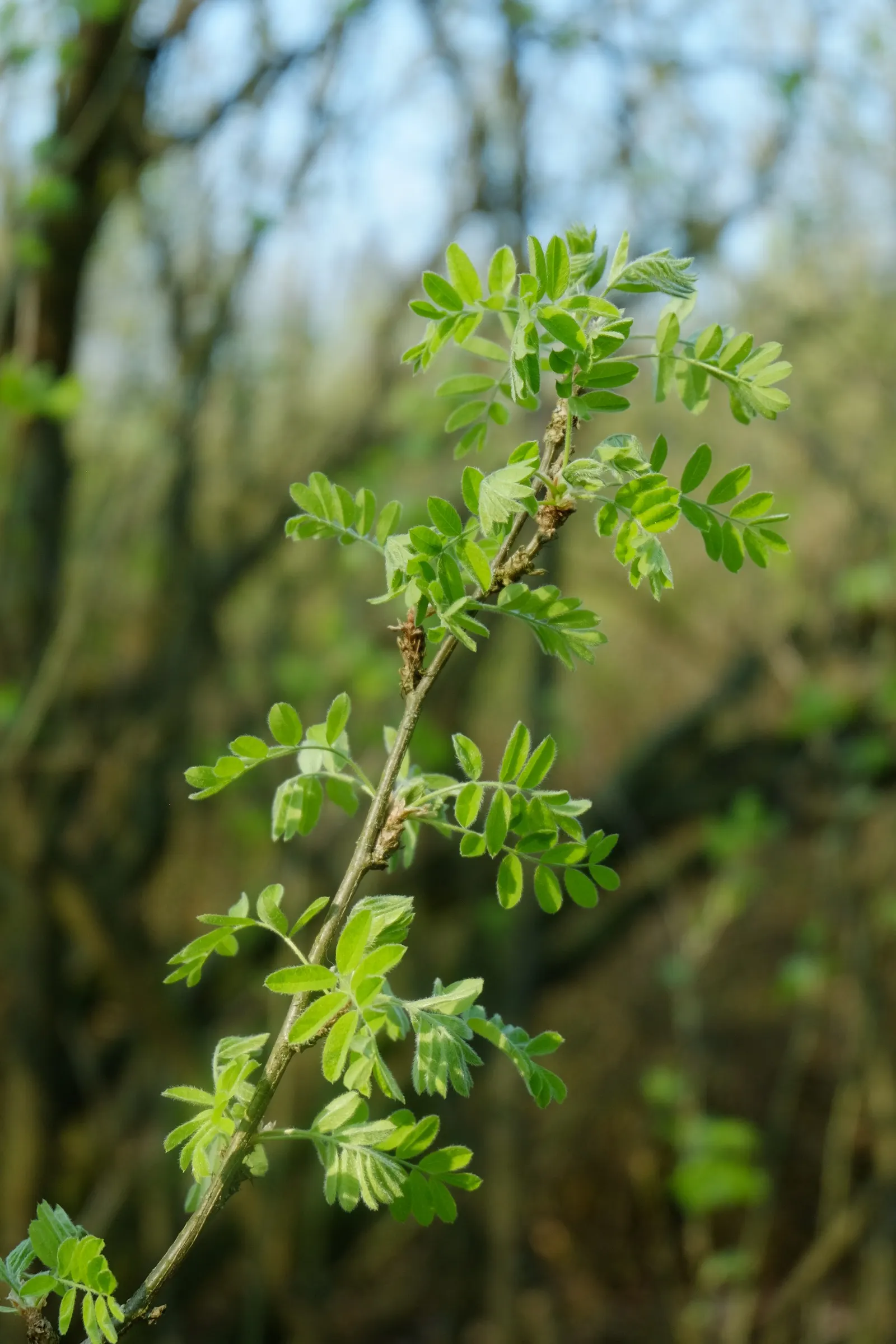 Siberian Peashrub (Caragana Arborescens) — shrub with yellow blooms; thus requiring ample space for its rounded, image 62