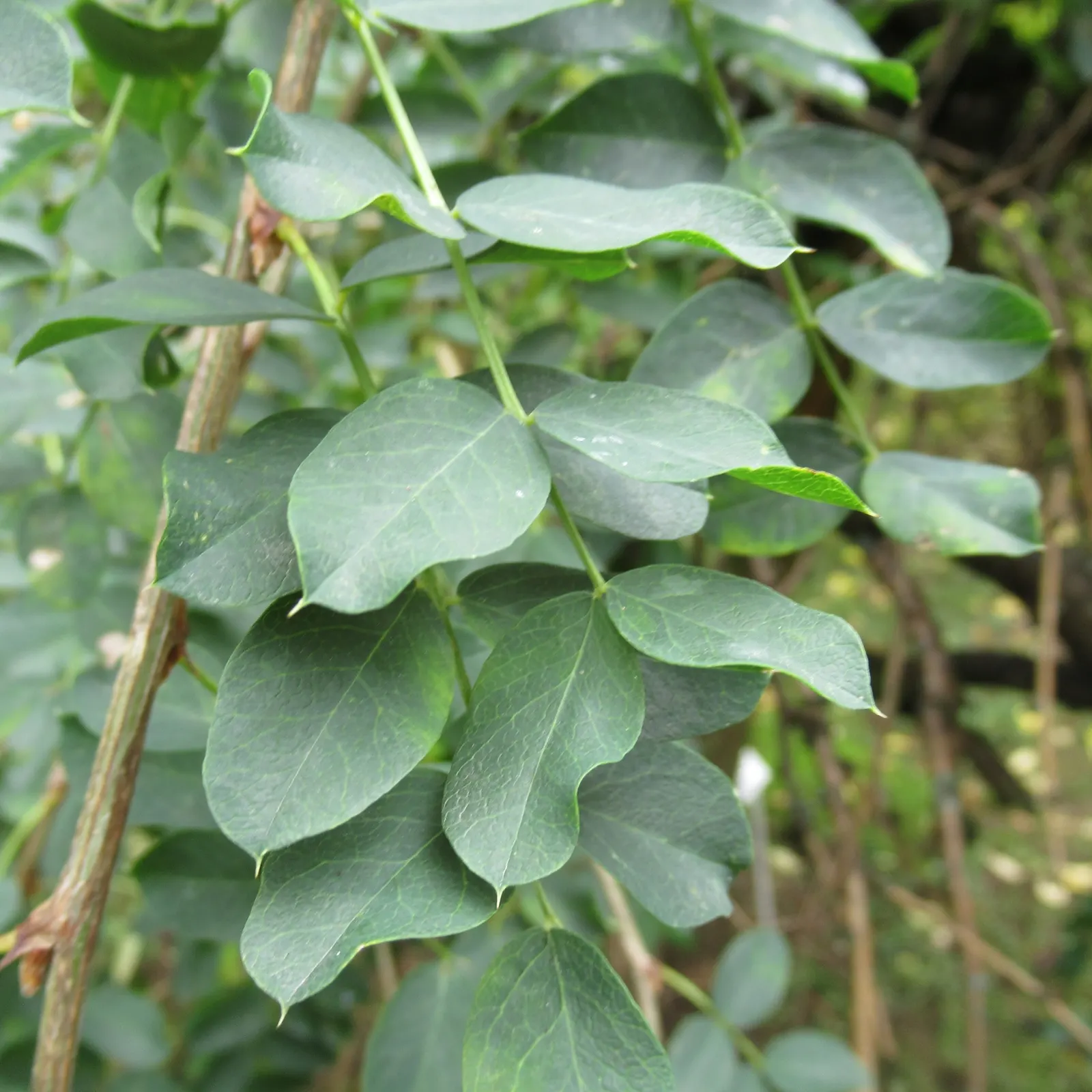 Siberian Peashrub (Caragana Arborescens) — yellow flowers in the garden; its fine-textured, fern-like foliage turns yellow in the fall, providing seasonal