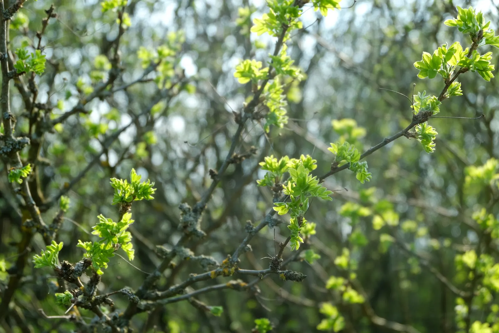Siberian Peashrub (Caragana Arborescens) — the Siberian Peashrub reaches a mature height of 10 to 15 feet