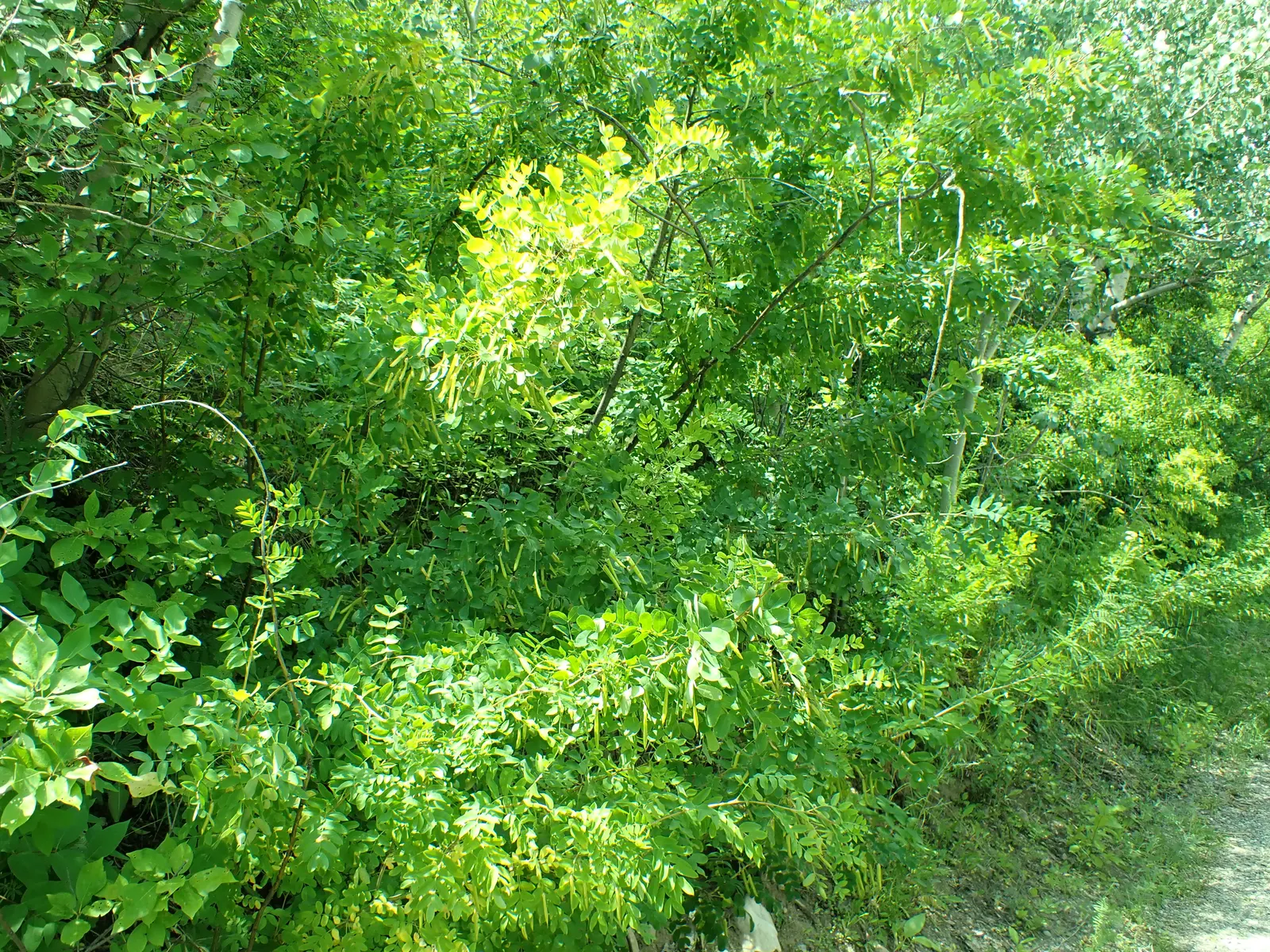 Siberian Peashrub (Caragana Arborescens) — The Siberian Peashrub - Caragana arborescens - is a resilient and versatile deciduous shrub; it thrives with minimal