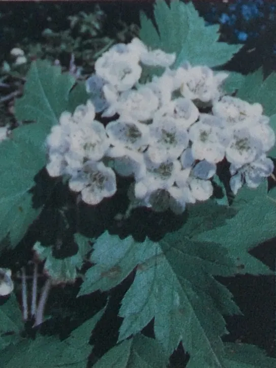 Siberian Peashrub (Caragana Arborescens) — yellow flowers in the garden; its fine-textured, fern-like foliage turns yellow in the fall, providing, image 61
