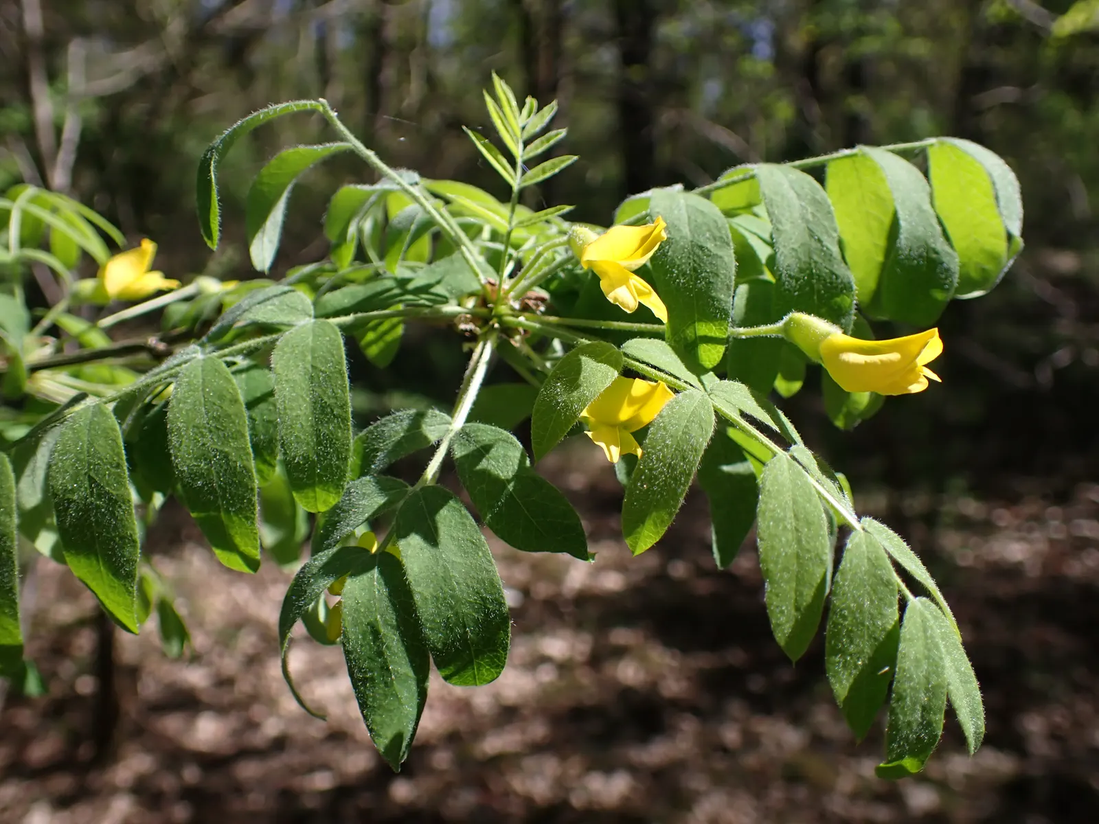Siberian Peashrub (Caragana Arborescens) — shrub for full; it thrives with minimal care once established; however