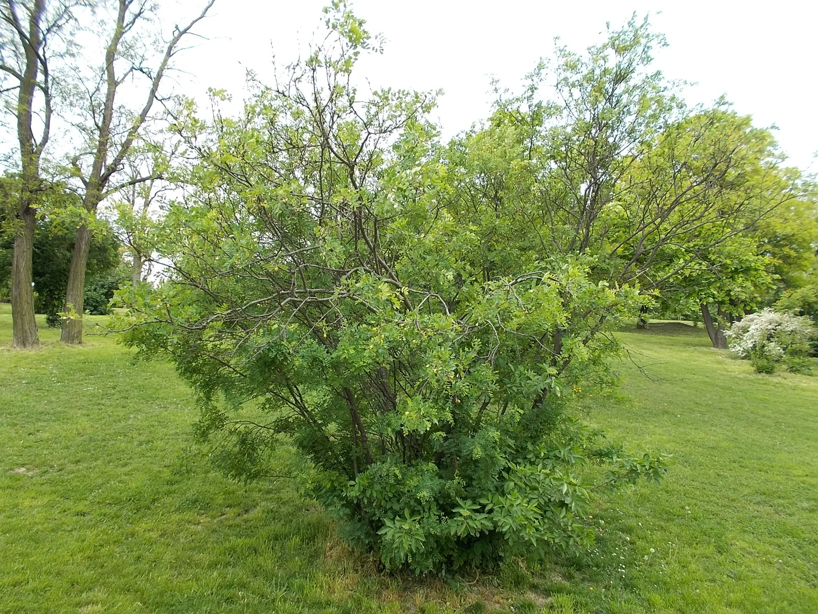 Siberian Peashrub (Caragana Arborescens) — This growth habit makes it an excellent option for windbreaks; it thrives with minimal care once, image 54