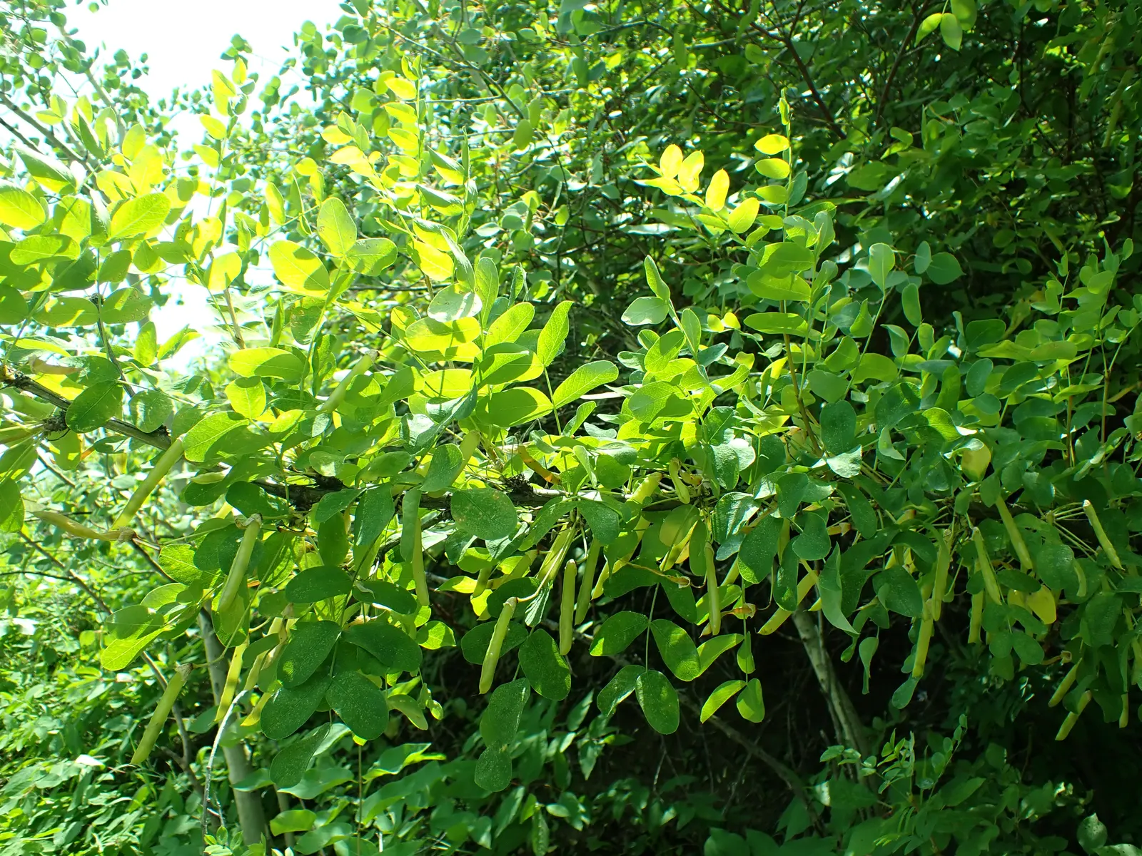 Siberian Peashrub (Caragana Arborescens) — with a similar spread of 10 to 15 feet