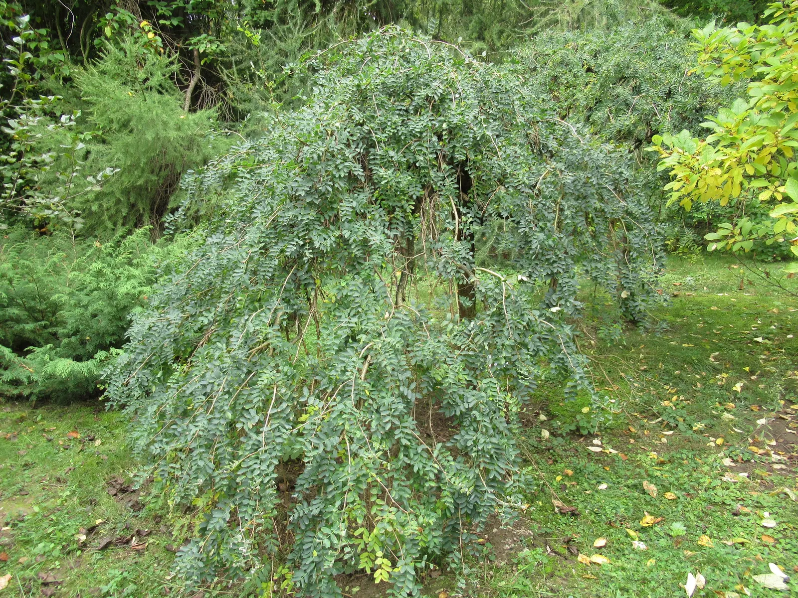 Siberian Peashrub (Caragana Arborescens) — thus requiring ample space for its rounded