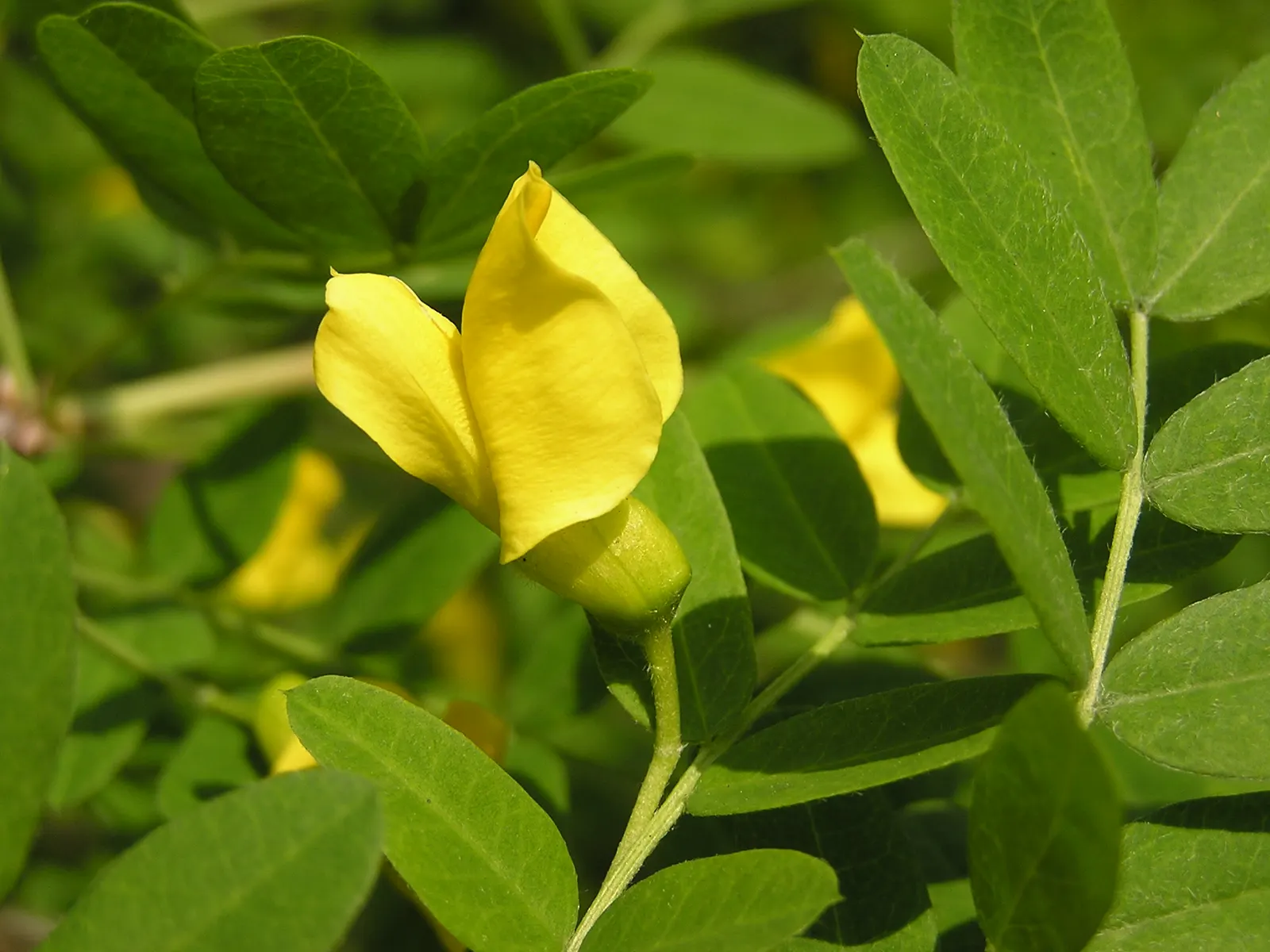 Siberian Peashrub (Caragana Arborescens) — commonly known as the Siberian Peashrub