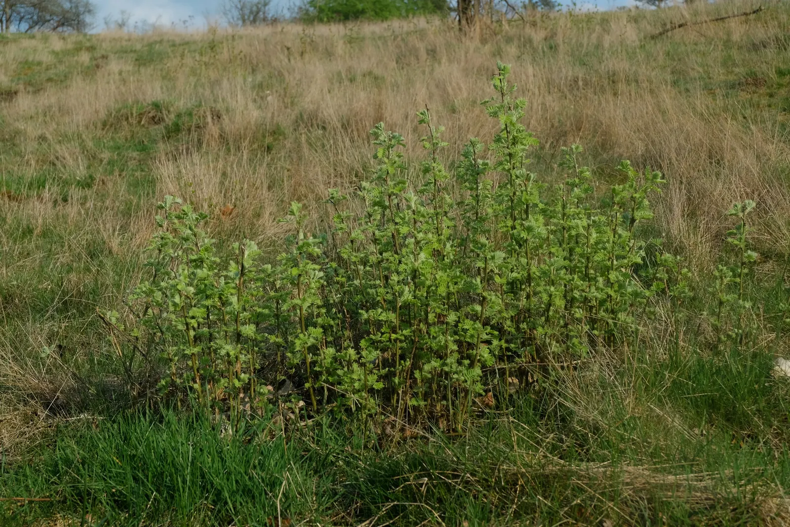 Siberian Peashrub (Caragana Arborescens) — shrub for full