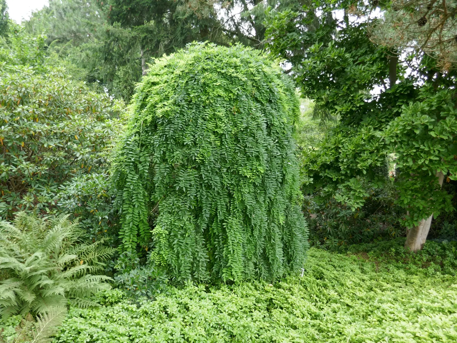 Siberian Peashrub (Caragana Arborescens) — This drought-tolerant plant reaches up to 12-15 feet in height and spreads approximately 6-12 feet