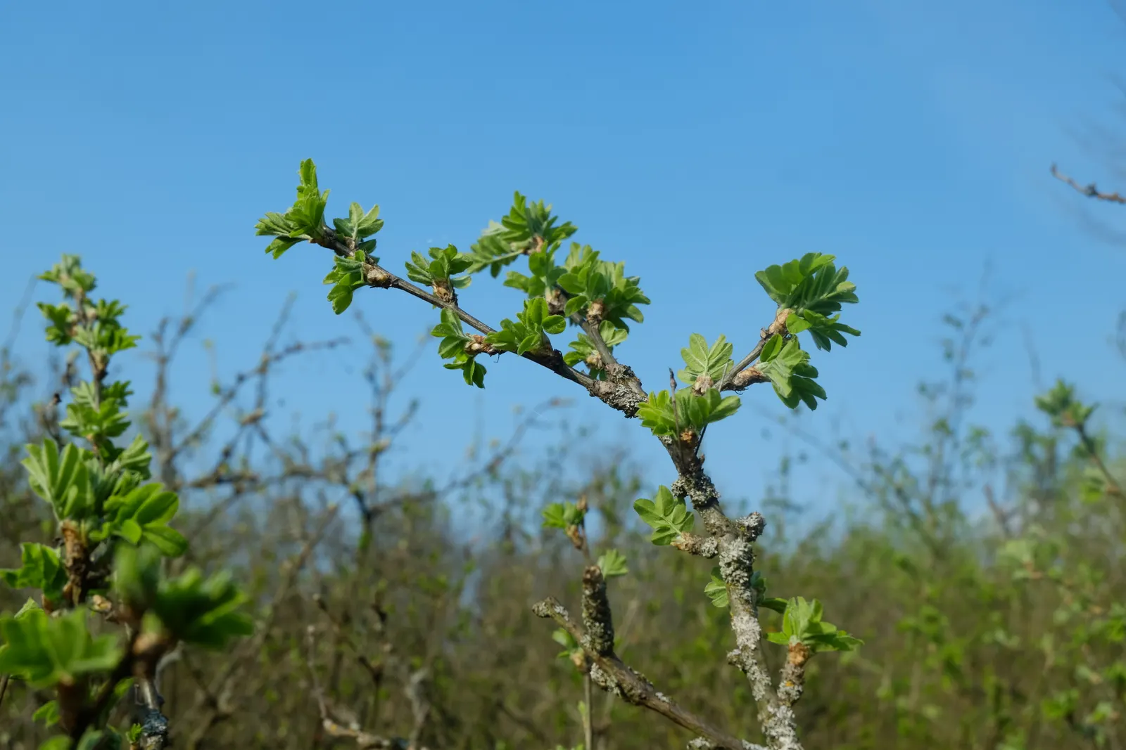 Siberian Peashrub (Caragana Arborescens) — deciduous shrub notable for its vivid yellow flowers that bloom in late spring
