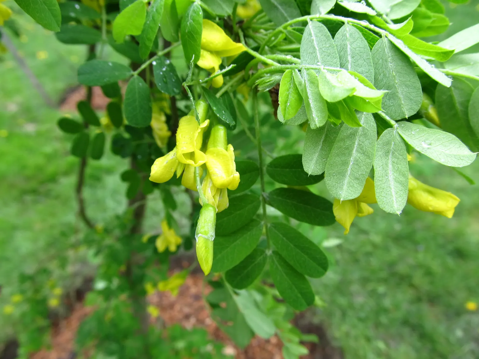 Siberian Peashrub (Caragana Arborescens) — These blossoms not only add a splash of color but are also attractive to bees and other pollinators; it thrives with
