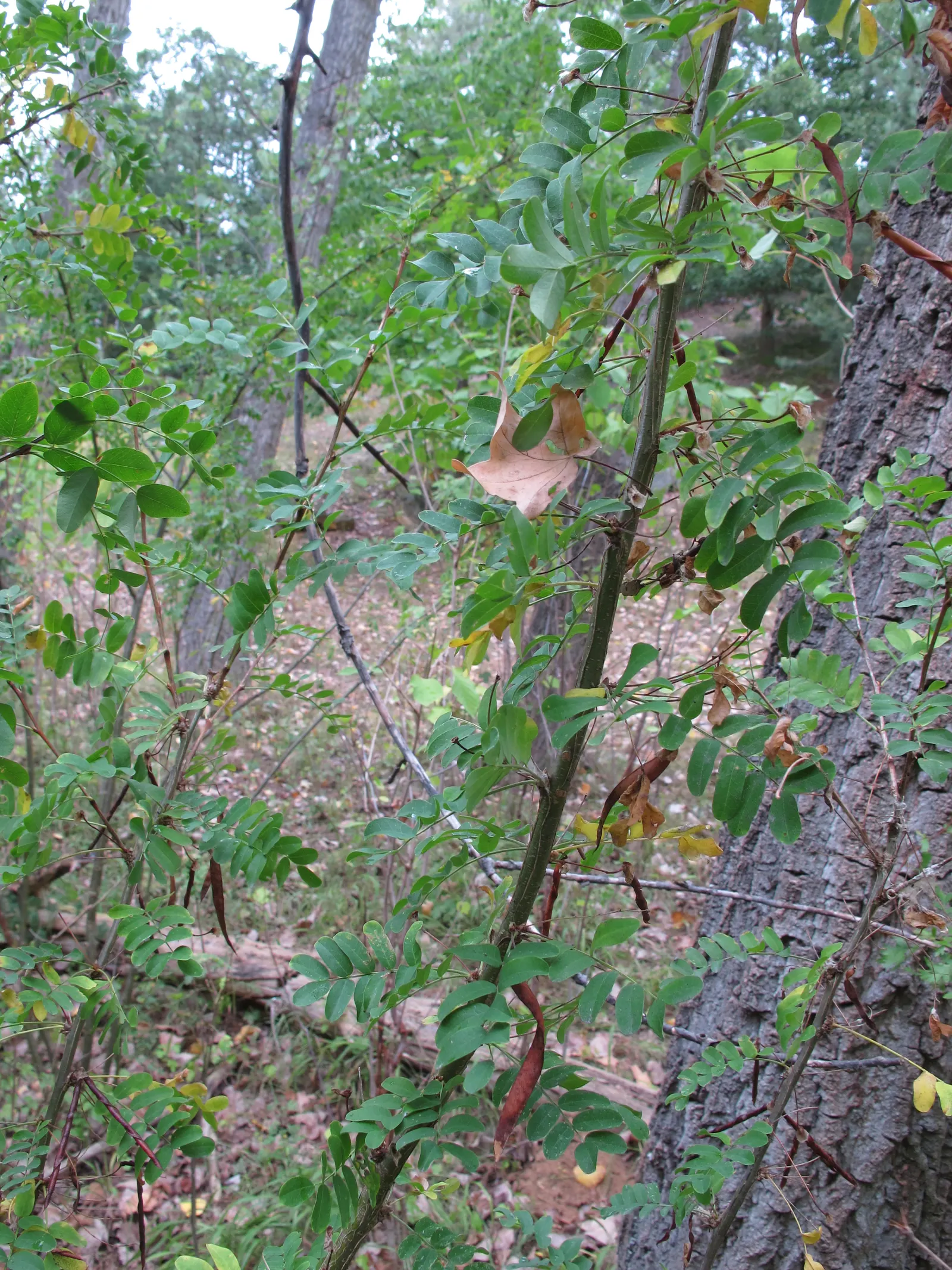 Siberian Peashrub (Caragana Arborescens) — It thrives with minimal care once established; however