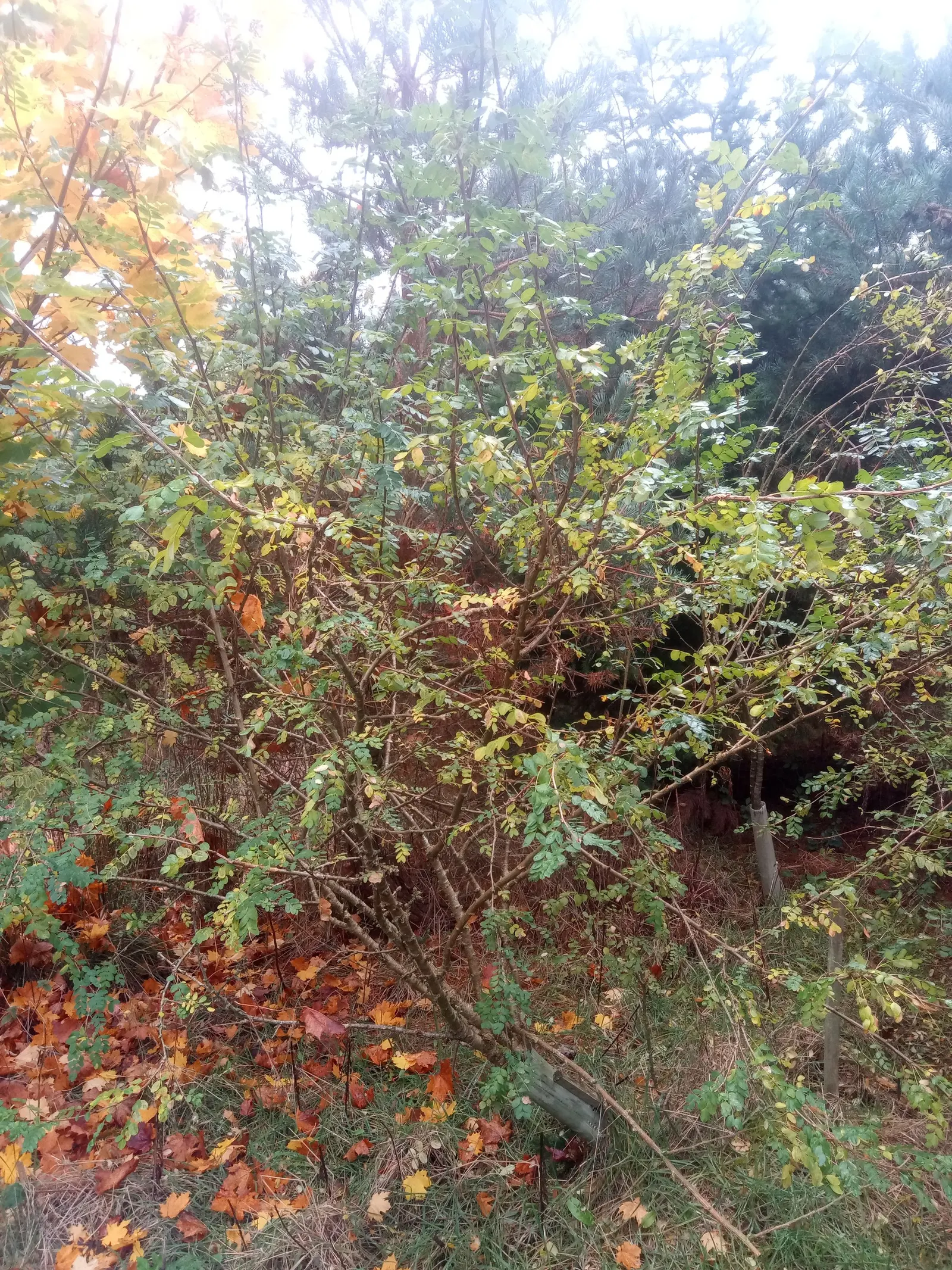 Siberian Peashrub (Caragana Arborescens) — well-suited for cold climates with its origin in Siberia and Mongolia; its fine-textured, fern-like, image 49