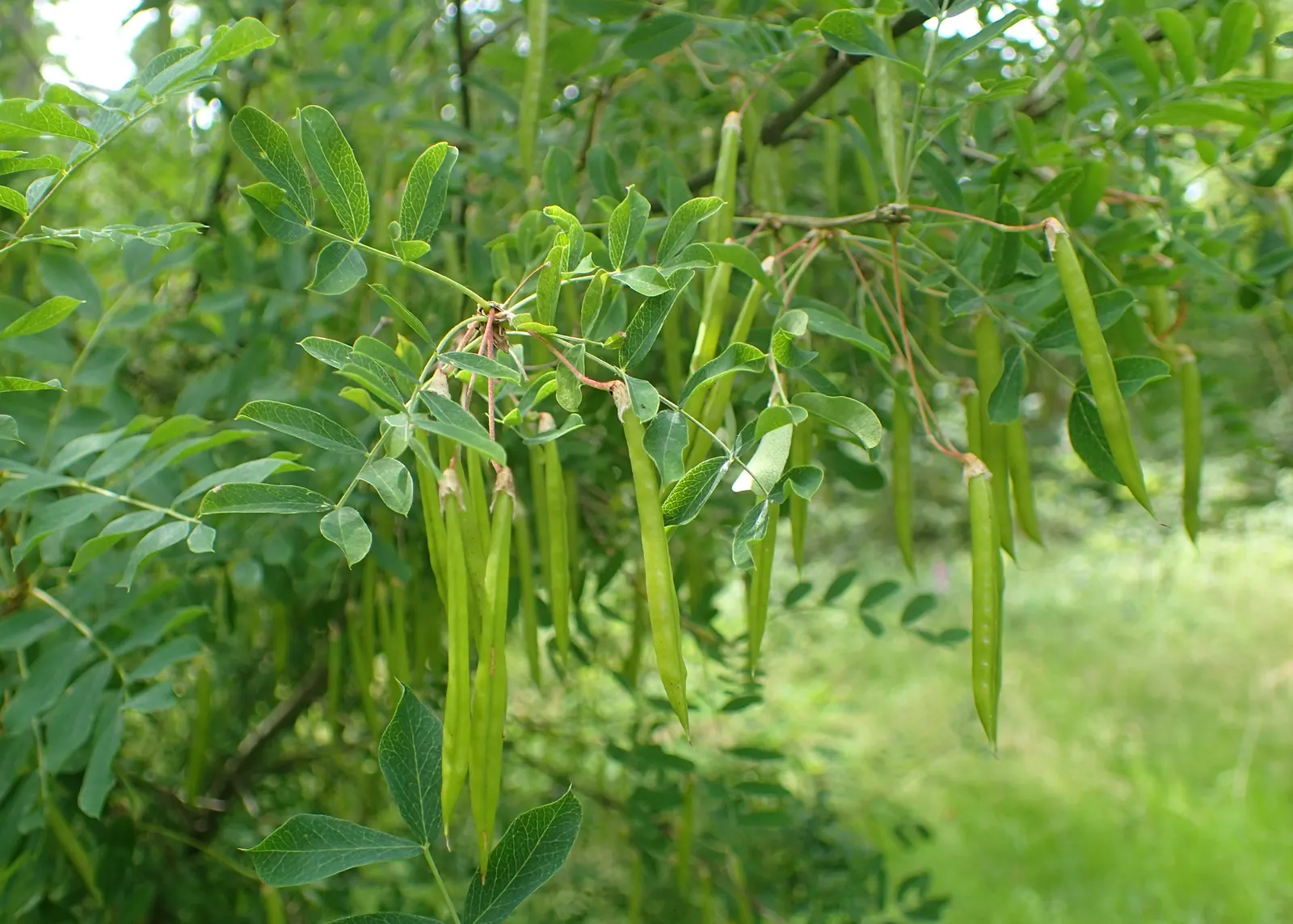 Siberian Peashrub (Caragana Arborescens) — Its fine-textured, fern-like foliage turns yellow in the fall, providing seasonal interest, image 46
