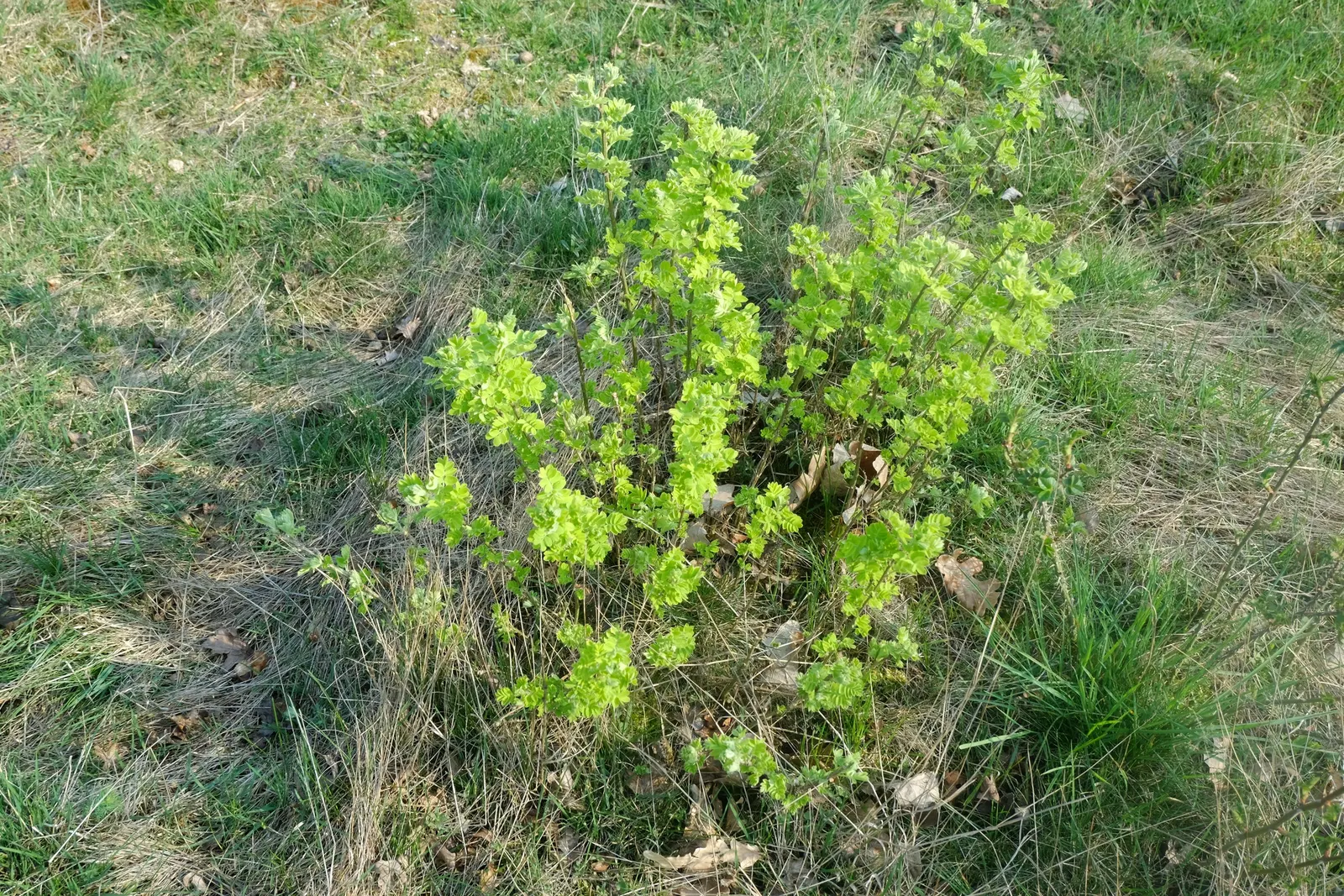 Siberian Peashrub (Caragana Arborescens) — with a similar spread of 10 to 15 feet; its fine-textured, fern-like foliage turns yellow in the fall, image 52