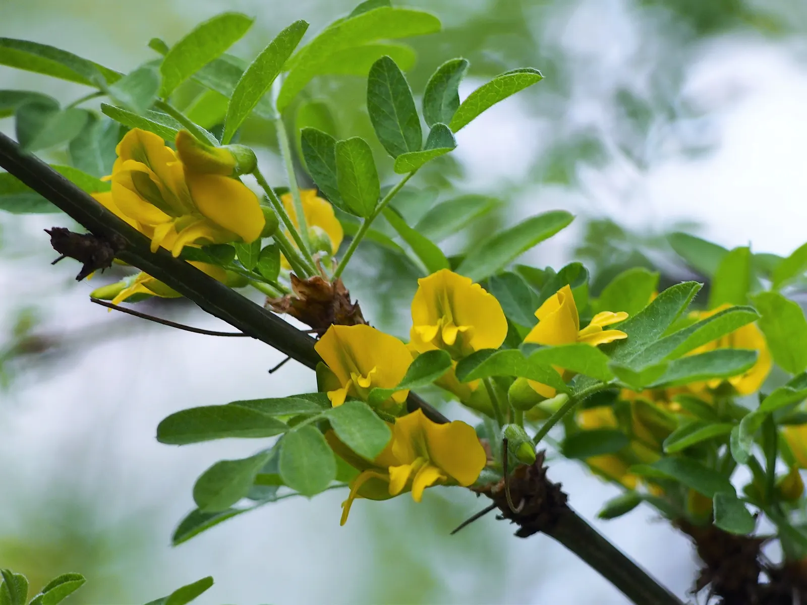 Siberian Peashrub (Caragana Arborescens) — deciduous shrub notable for its vivid yellow flowers that bloom in late spring; thus requiring ample, image 65