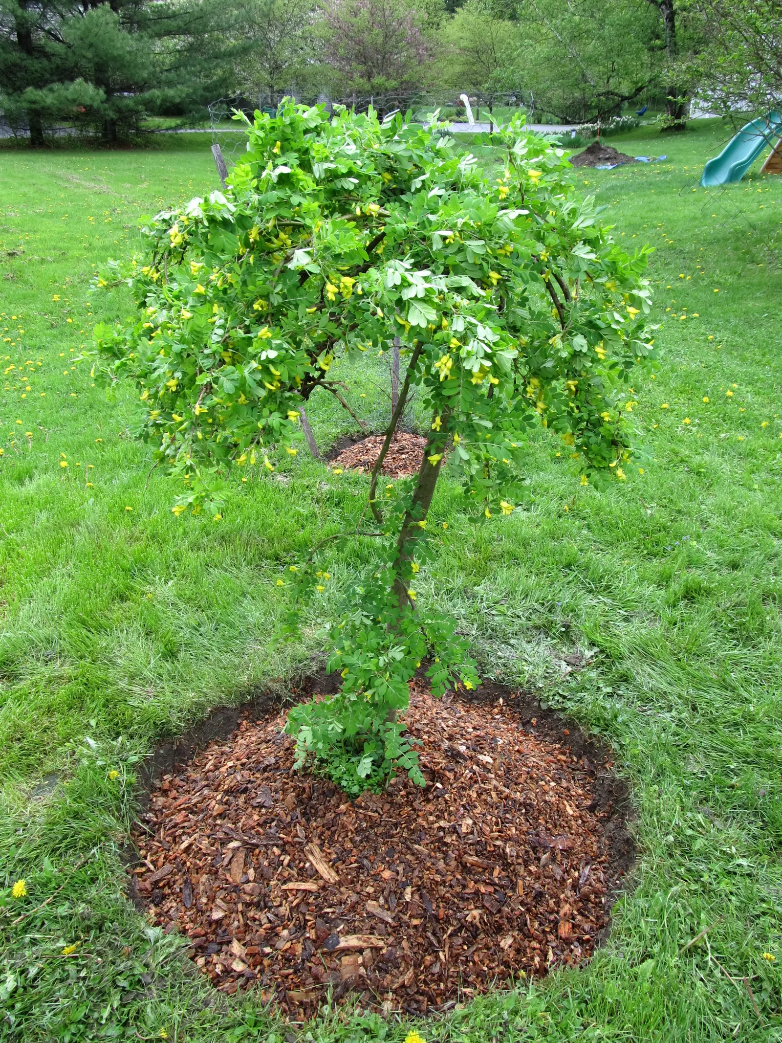Siberian Peashrub (Caragana Arborescens) — thus requiring ample space for its rounded, image 32
