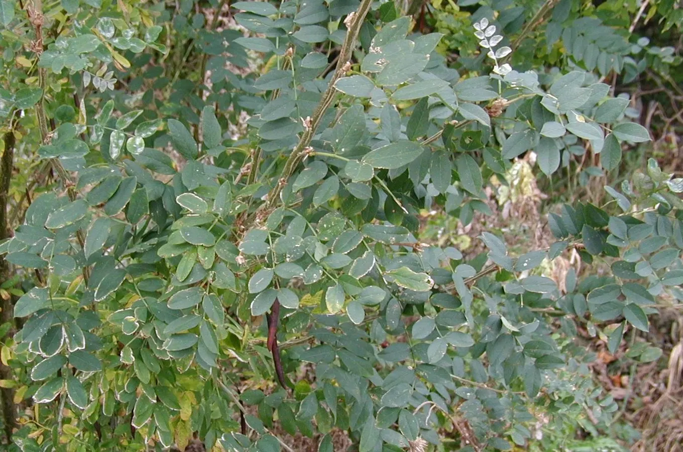 Siberian Peashrub (Caragana Arborescens) — commonly known as the Siberian Peashrub; its fine-textured, fern-like foliage turns yellow in the fall, providing