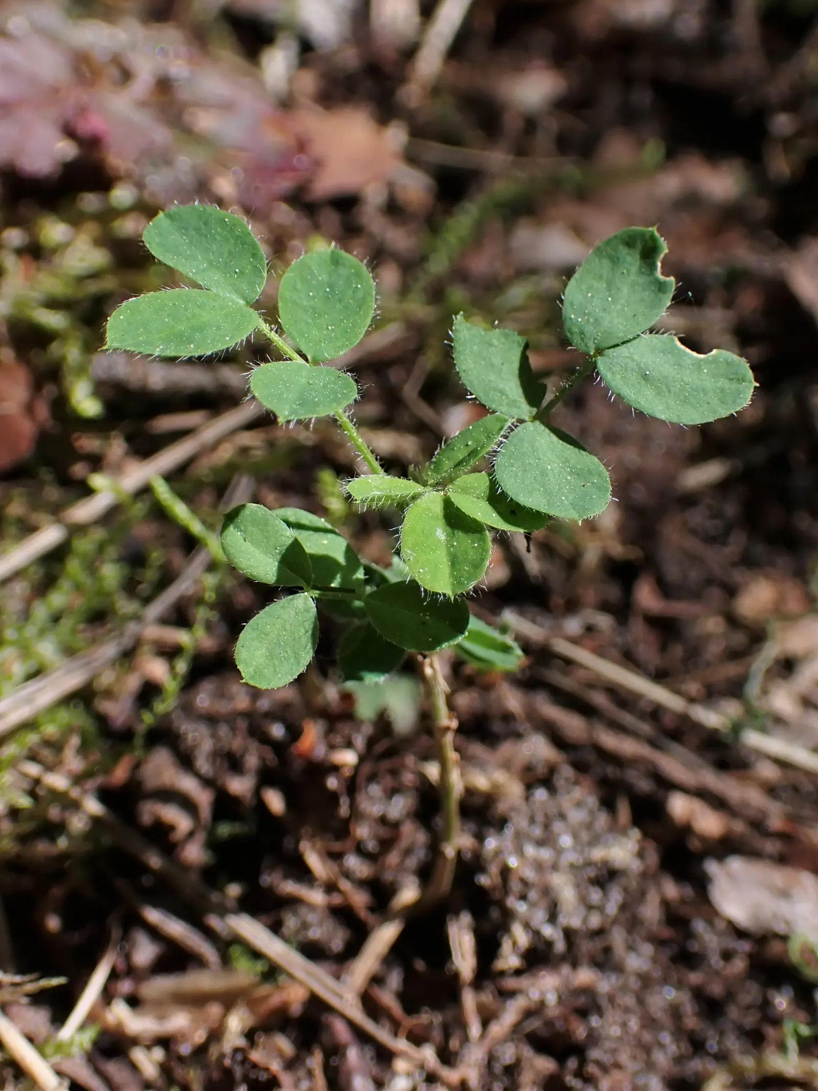 Siberian Peashrub (Caragana Arborescens) — it's important to place the Siberian Peashrub in full sun to ensure optimal growth and flowering; thus, image 59