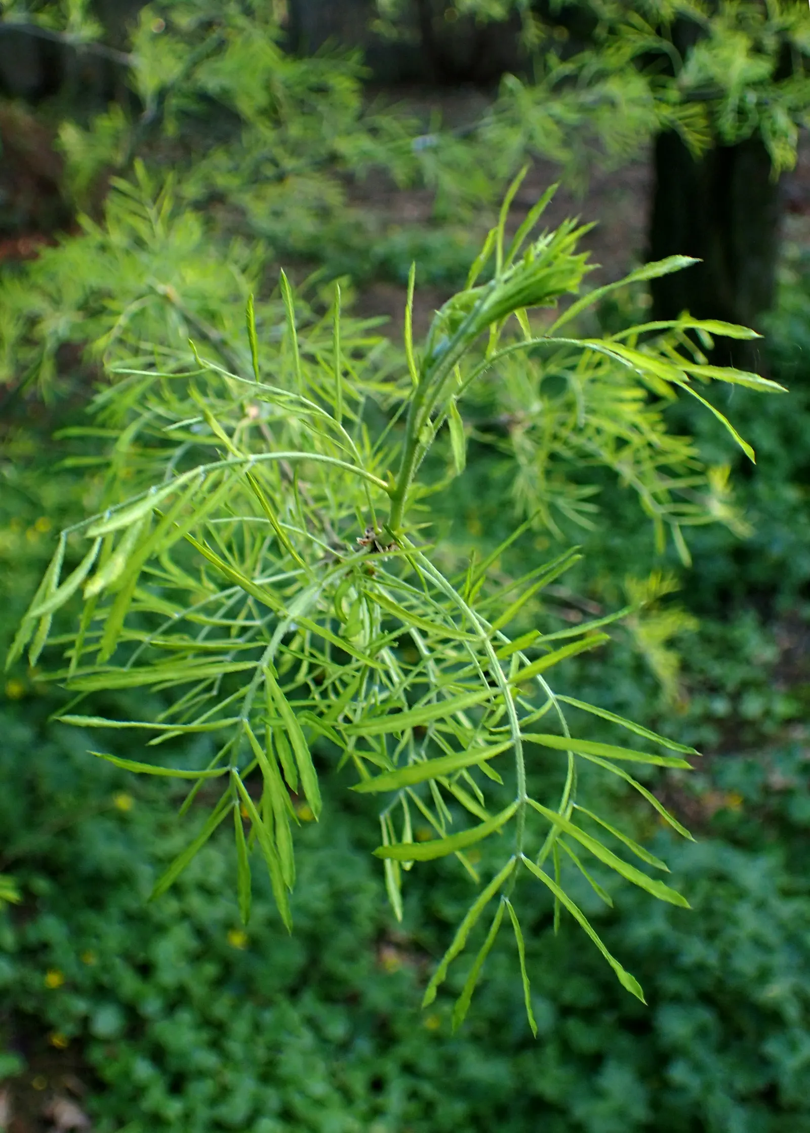 Siberian Peashrub (Caragana Arborescens) — or as a robust accent plant in a rural garden design.<br><br>Foliage emerges in early spring as bright green; its