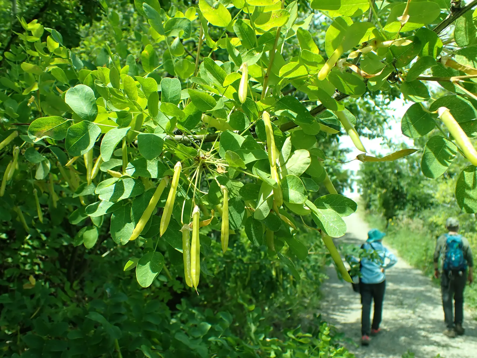 Siberian Peashrub (Caragana Arborescens) — yellow flowers in the garden