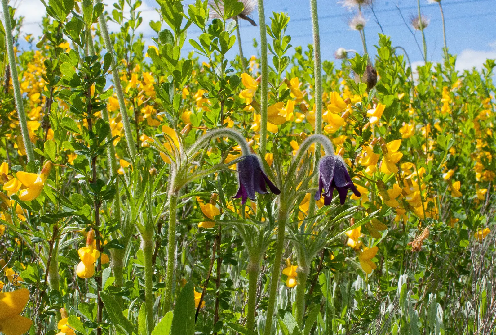 Siberian Peashrub (Caragana Arborescens) — Peashrubs prefer full sun and adapt well to various soil conditions, making them versatile in landscape design