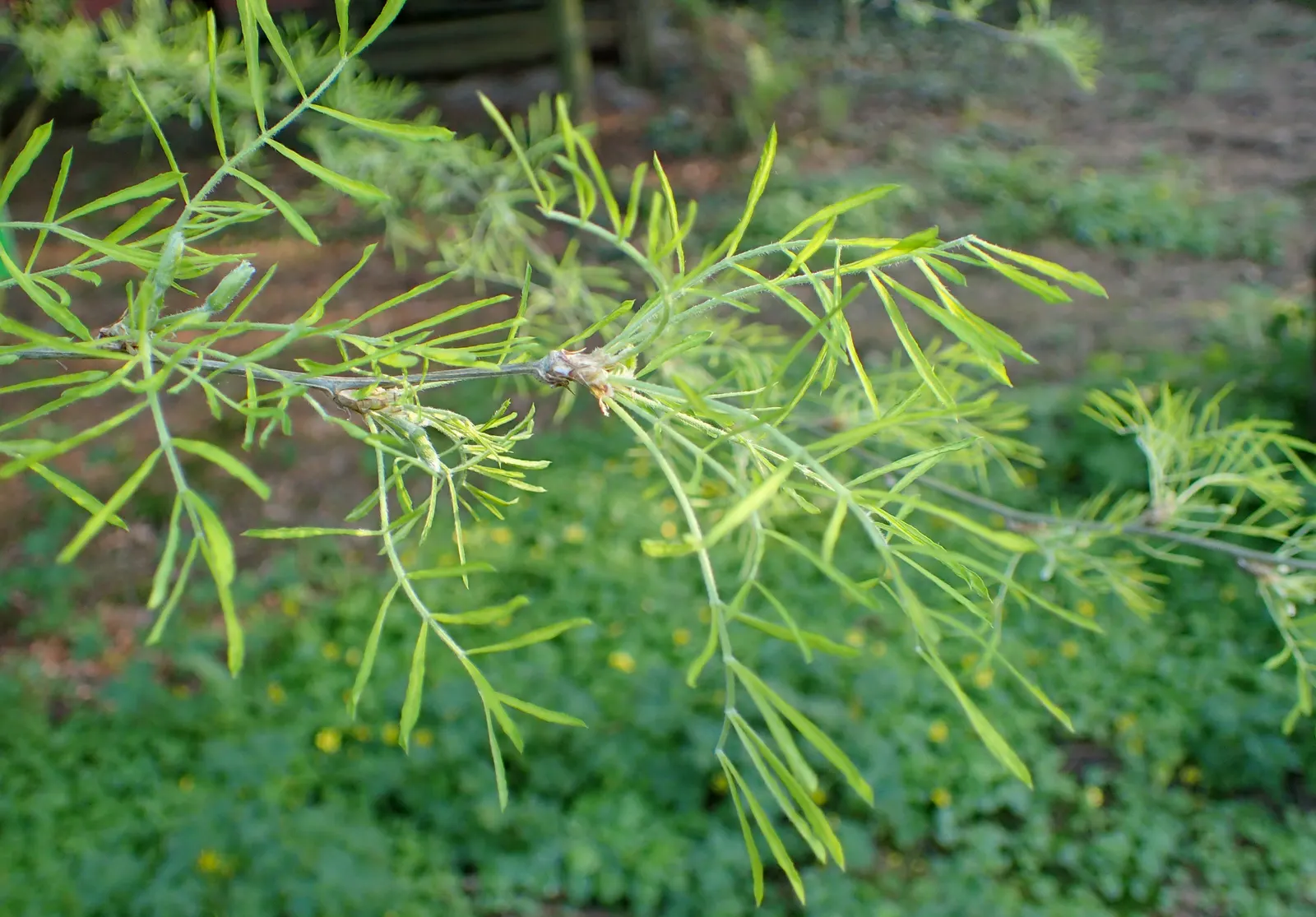 Siberian Peashrub (Caragana Arborescens) — This drought-tolerant plant reaches up to 12-15 feet in height and spreads approximately 6-12 feet; it, image 45
