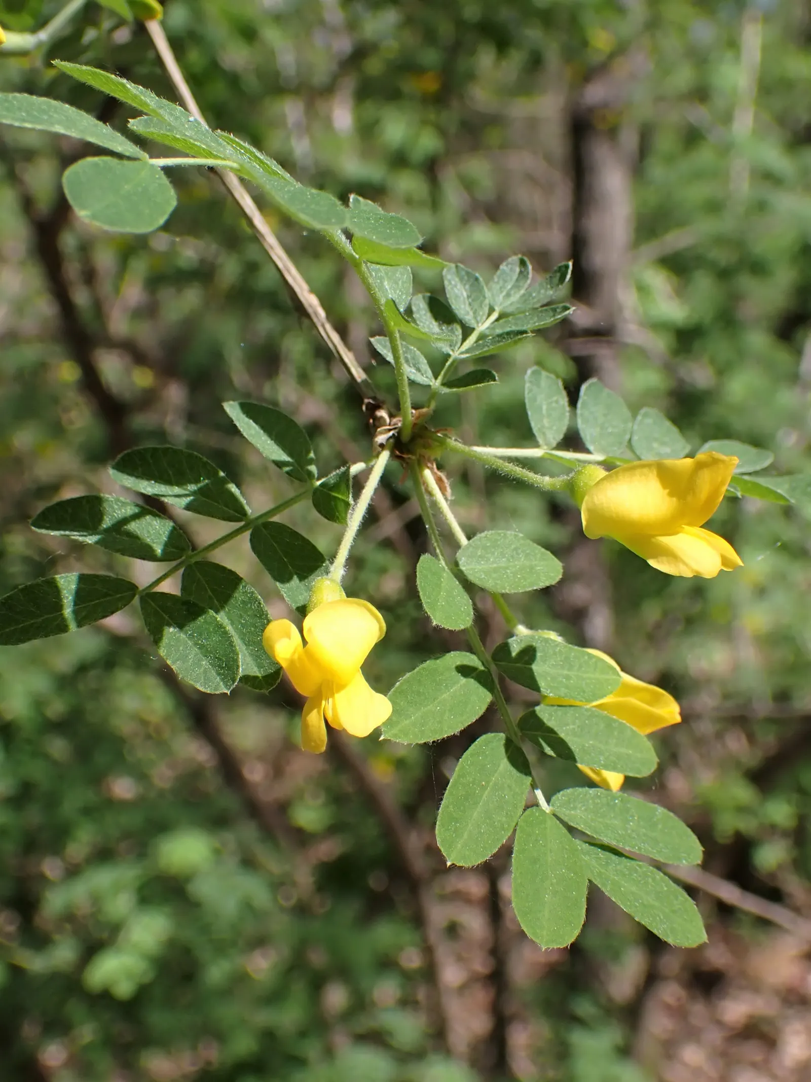 Siberian Peashrub (Caragana Arborescens) — This drought-tolerant plant reaches up to 12-15 feet in height and spreads approximately 6-12 feet; it thrives with