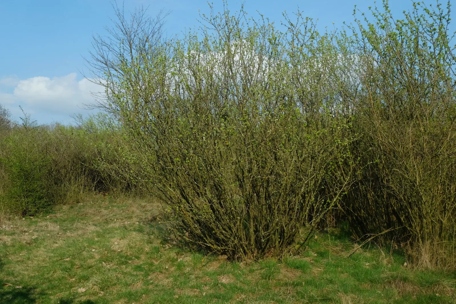Siberian Peashrub (Caragana Arborescens) — fine-textured leaves which complement its vibrant-yellow pea-like flowers blossoming in late spring